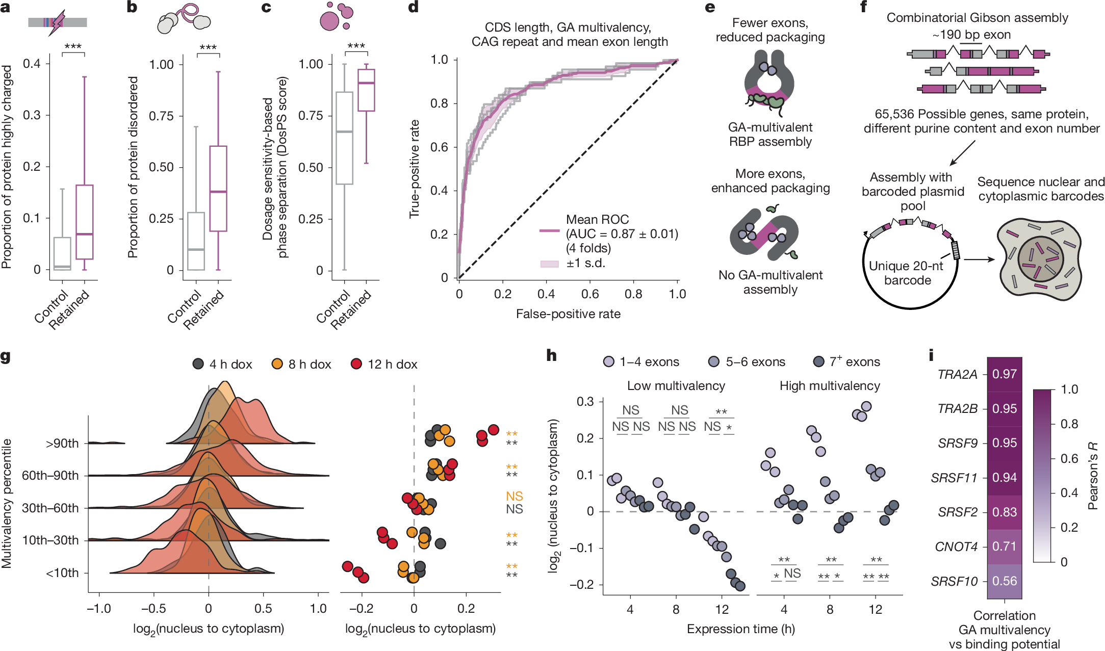 Fig. 4: GA multivalency and exon architecture drive selective nuclear retention of mRNAs.