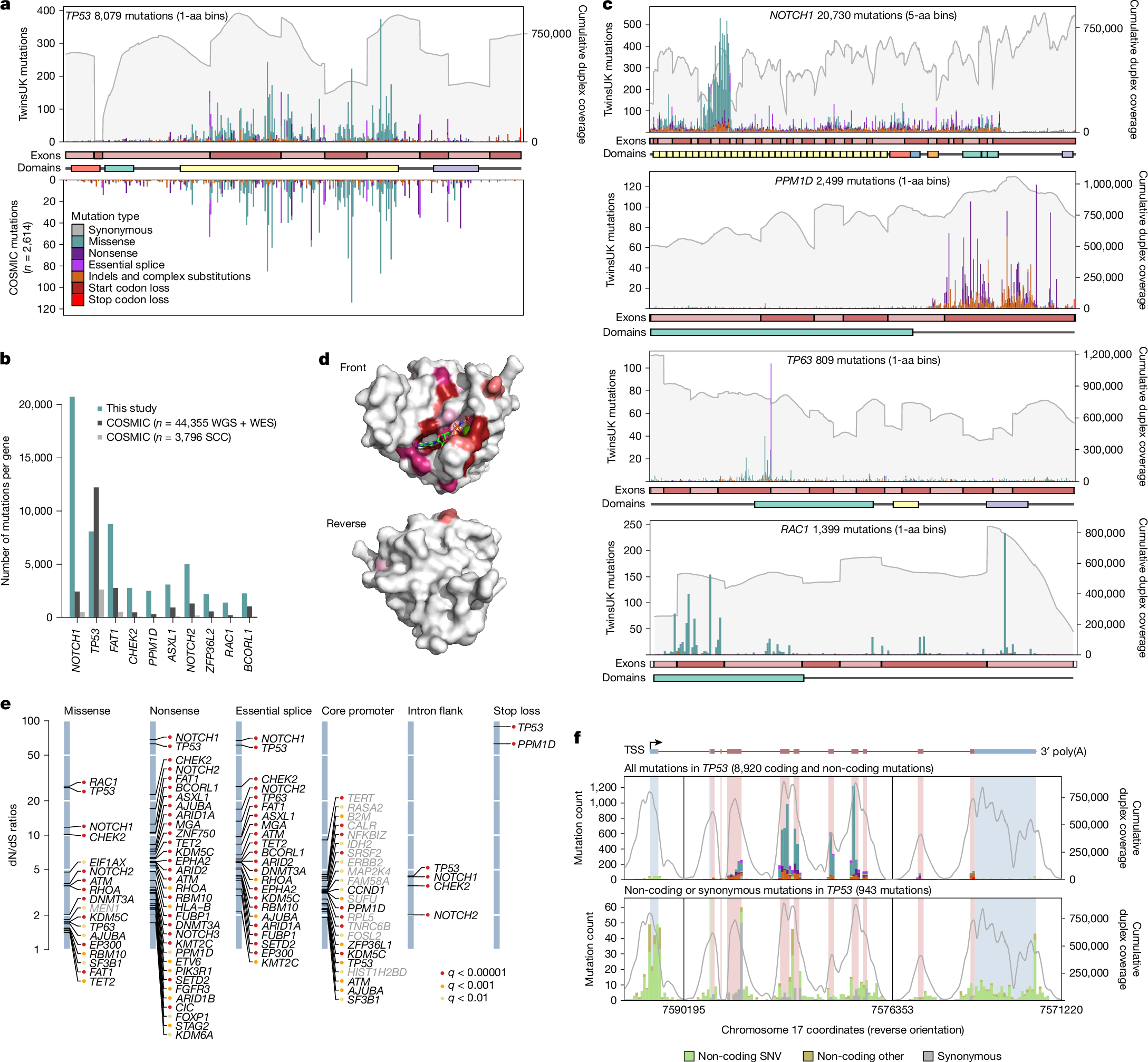 Fig. 3: In vivo saturation mutagenesis in oral epithelium.