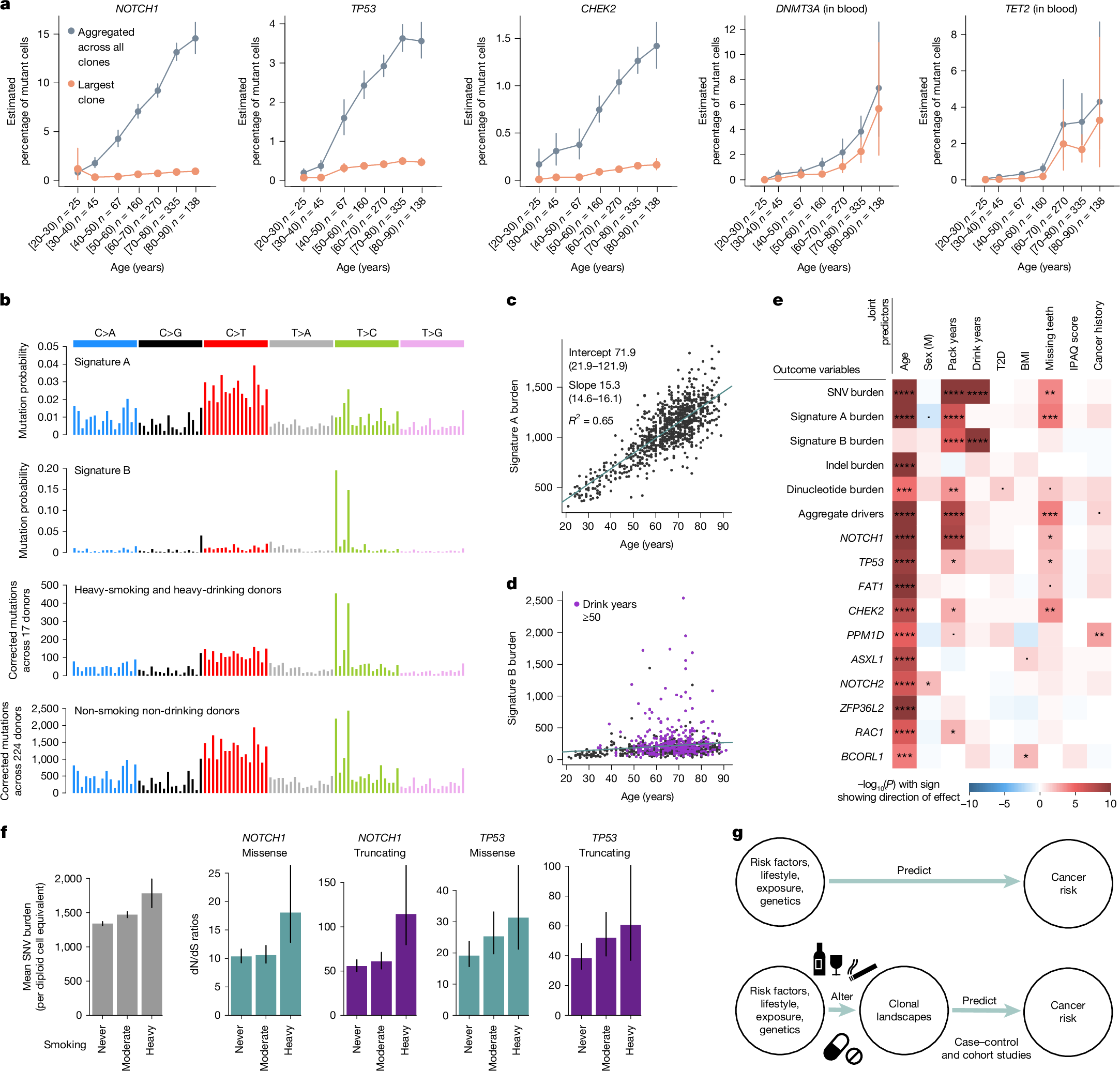 Fig. 4: Mutational epidemiology in oral epithelium.