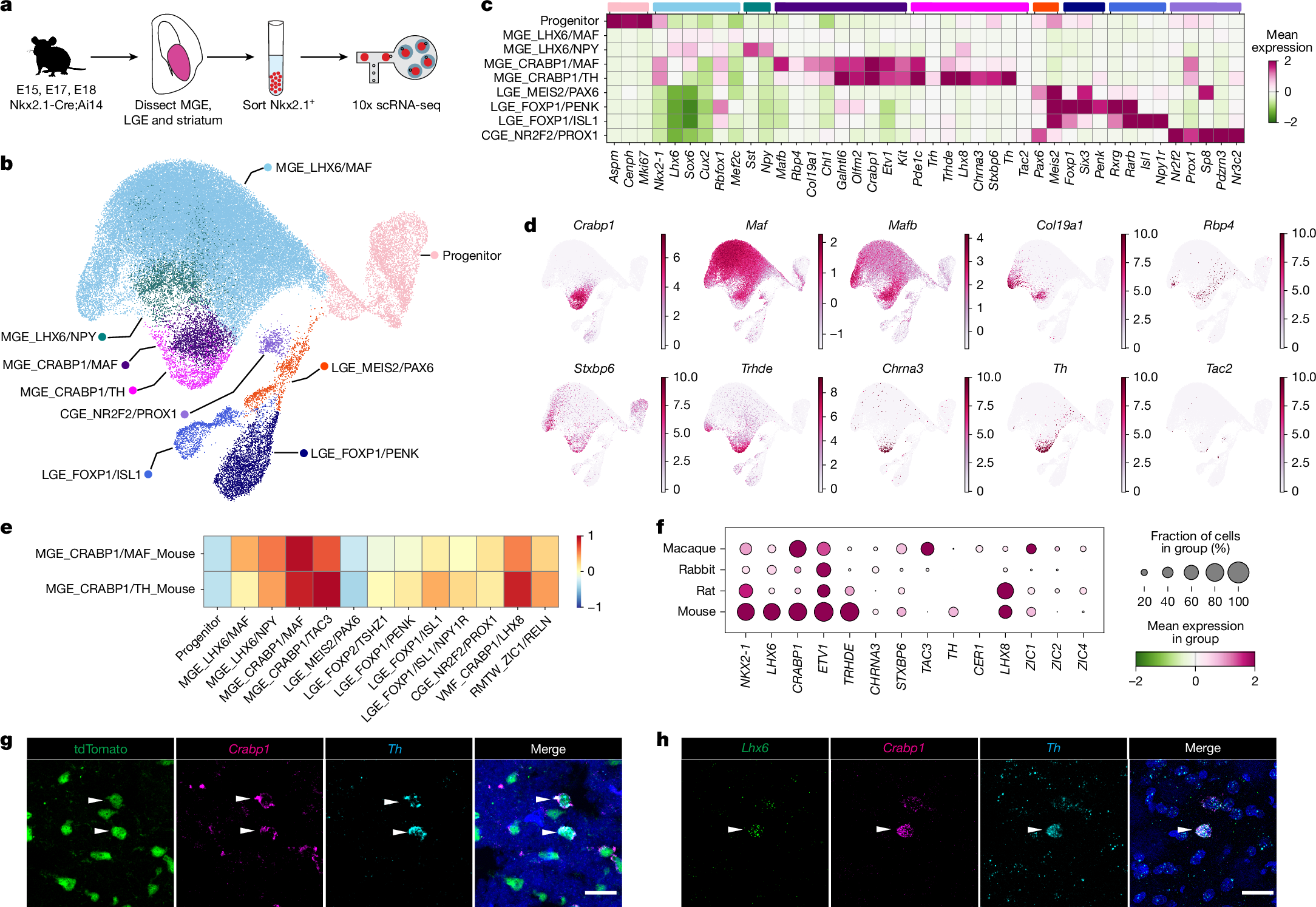 Fig. 3: The MGE_CRABP1/TAC3 initial class is modified in rodents to express Th.