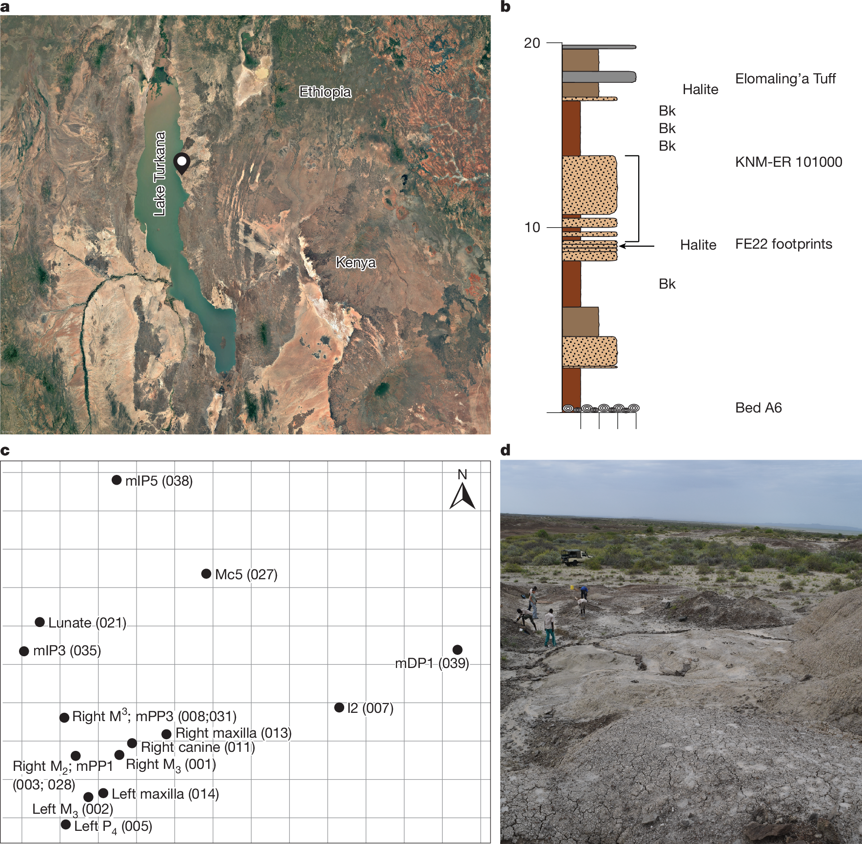 Fig. 1: KNM-ER 101000 locality, geostratigraphy and specimen distribution map.