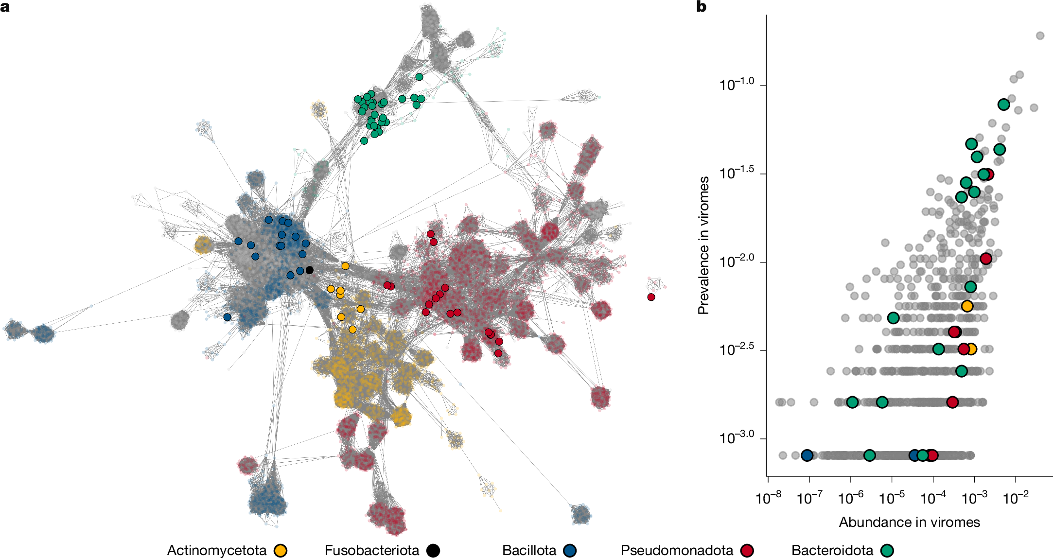 Fig. 2: Taxonomy and prevalence of induced temperate phages within gut viromes.