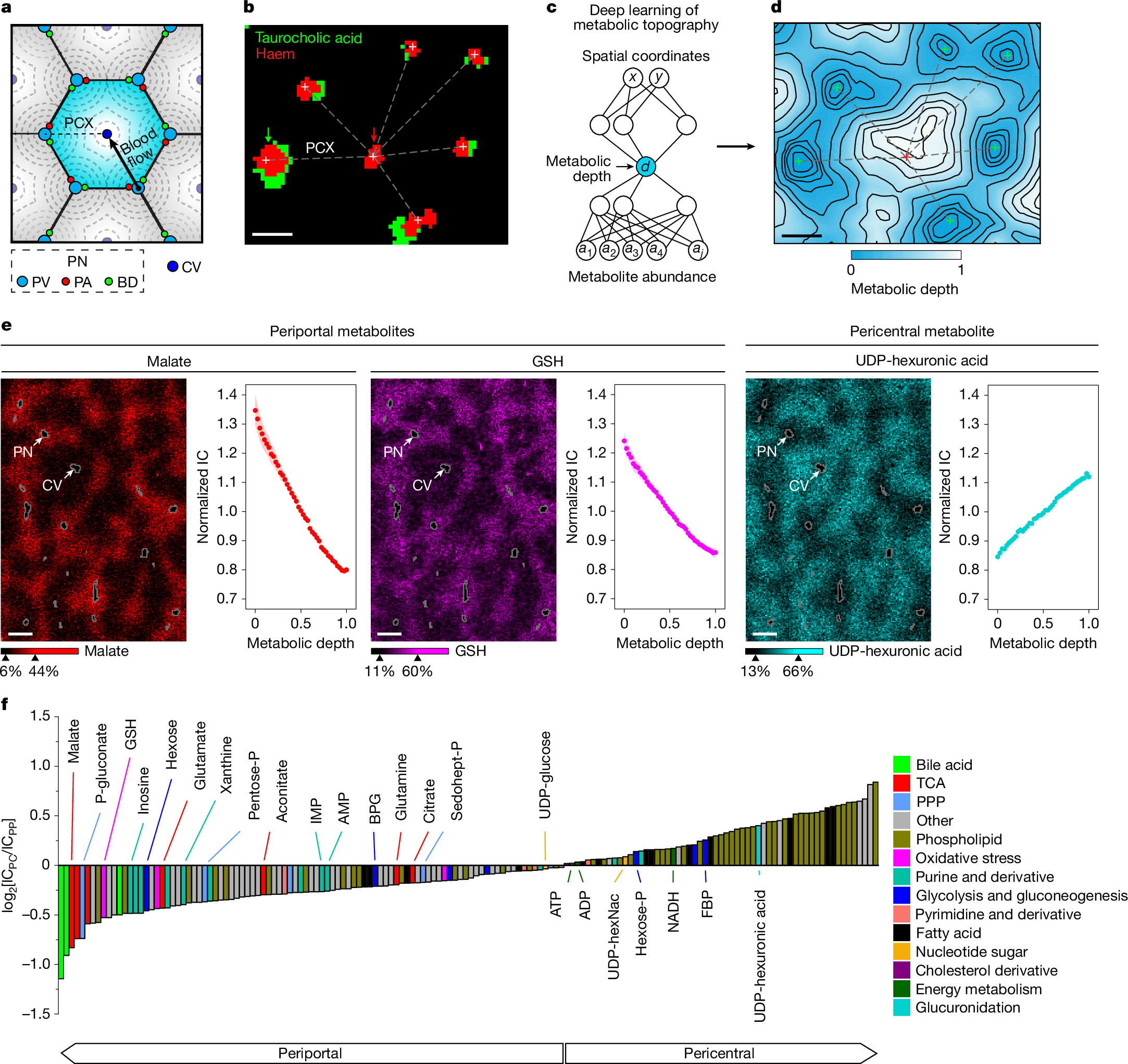 Spatial metabolic gradients in the liver and small intestine | Nature