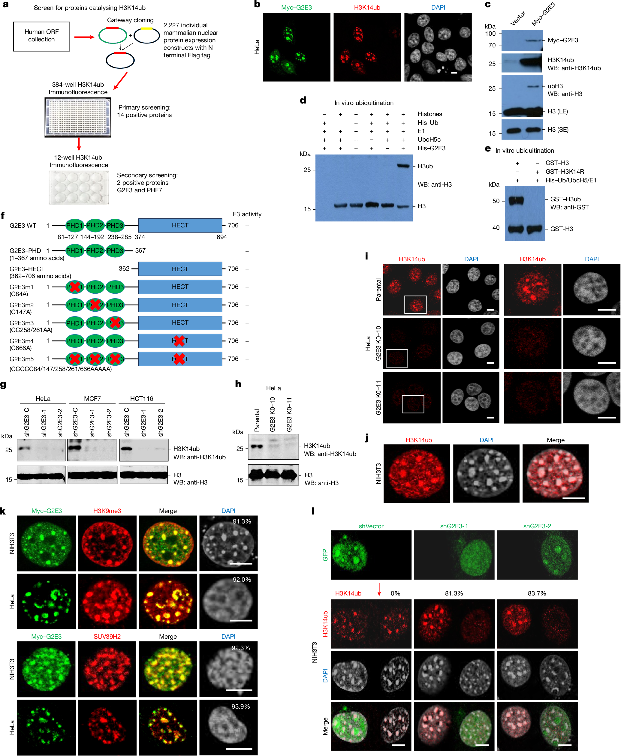A conserved H3K14ub-driven H3K9me3 for chromatin 