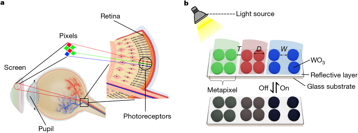 最小のピクセルで人間の視覚限界の解像度を実現（Minimal pixels achieve the highest possible resolution visible to the human eye）