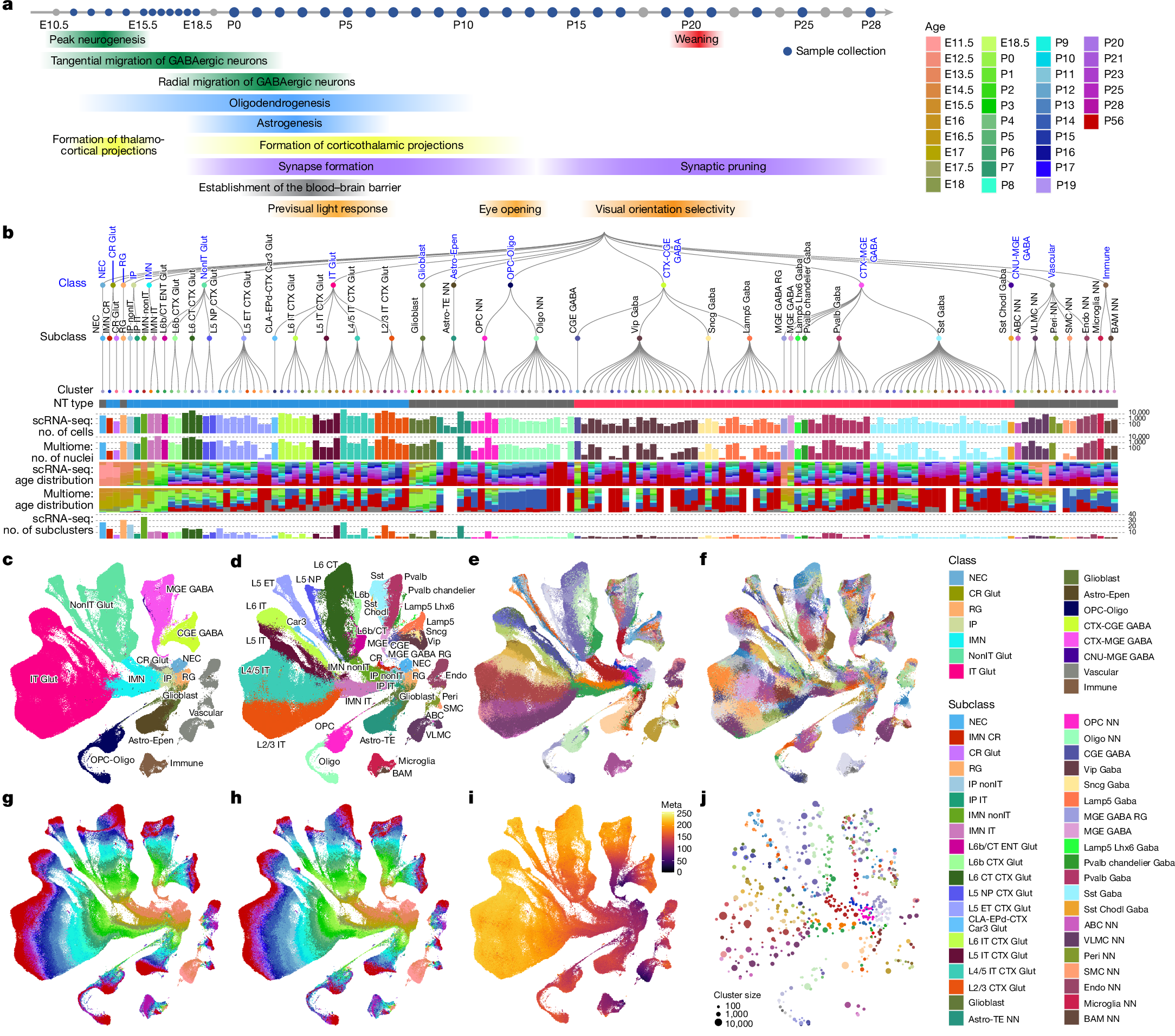 Continuous cell-type diversification in mouse visual cortex development |  Nature