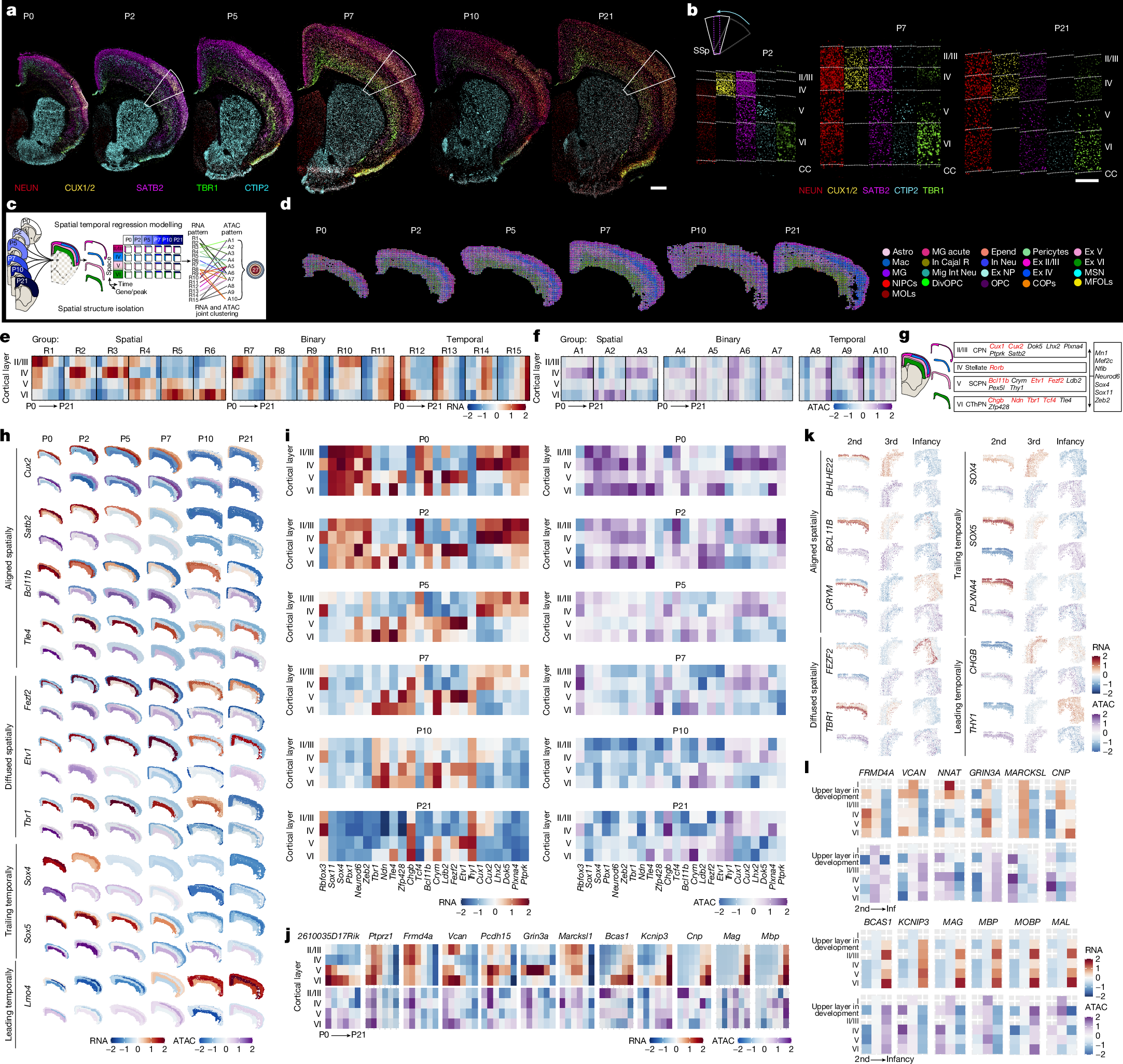 Fig. 2: Spatiotemporal dynamics of transcriptome and chromatin accessibility of the mouse and human brain cortical layers.