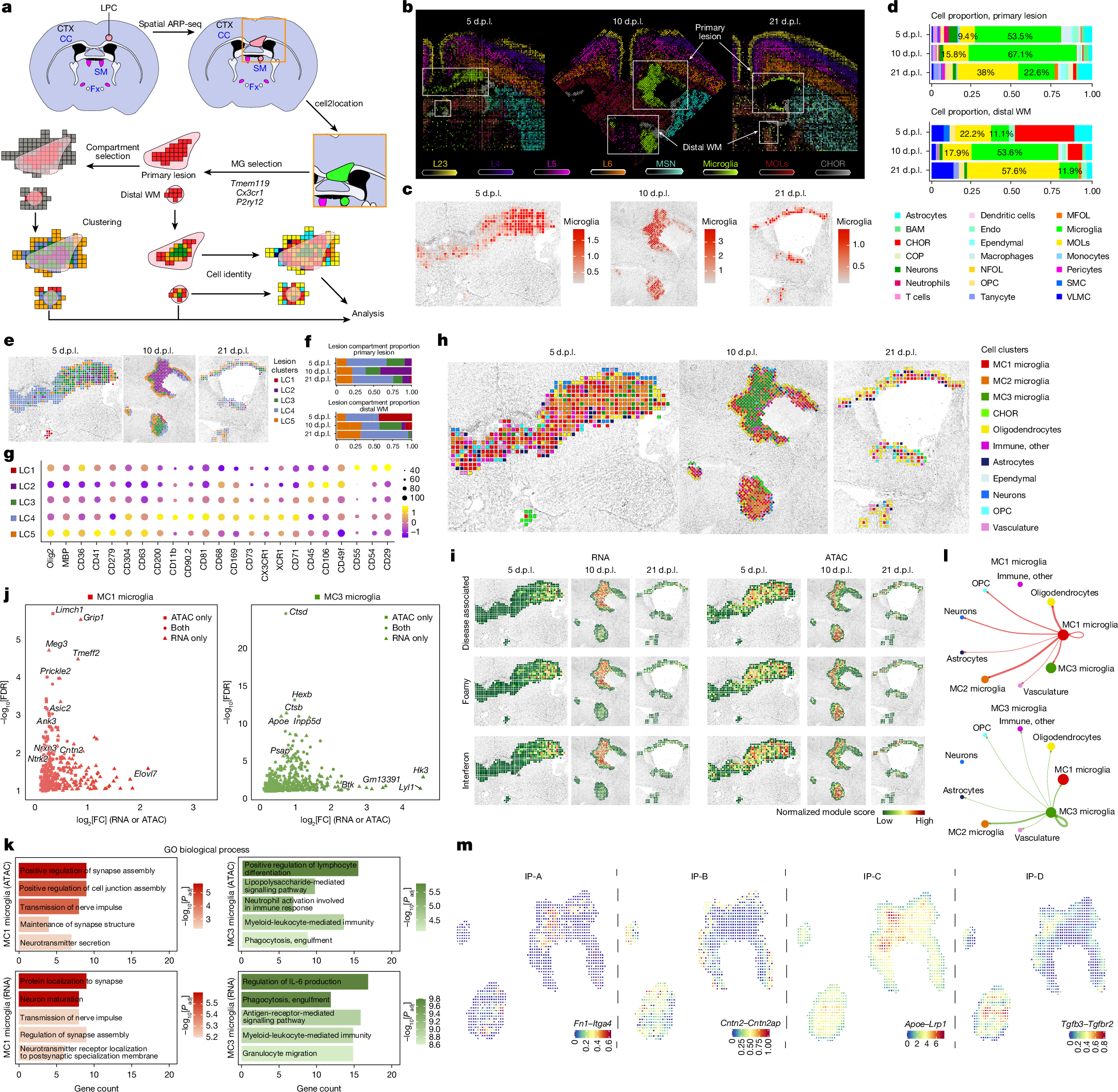 Fig. 6: Microglial dynamics in the primary focal and distal lesion-like compartments.