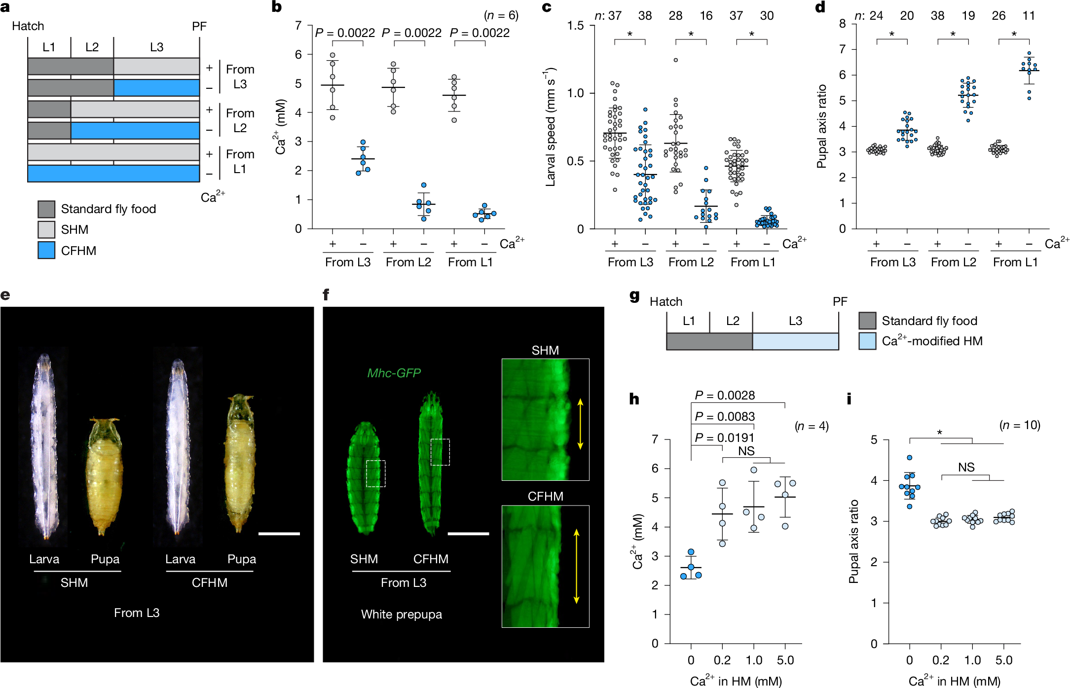 骨を持たない昆虫にもカルシウムの貯蔵・放出を調節する仕組みが存在する