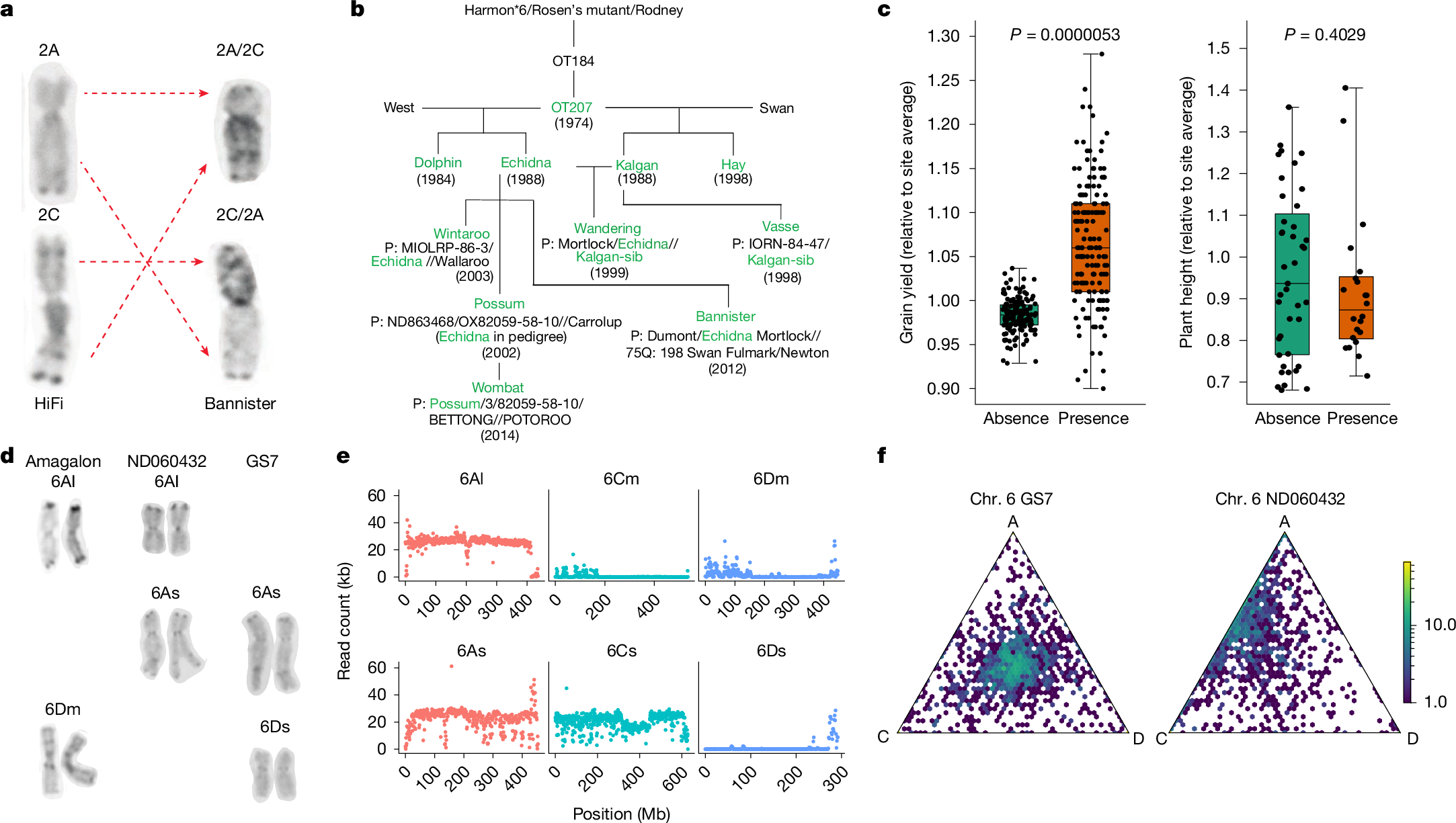 Fig. 4: Chromosomal translocations and homeologous sequence exchanges.