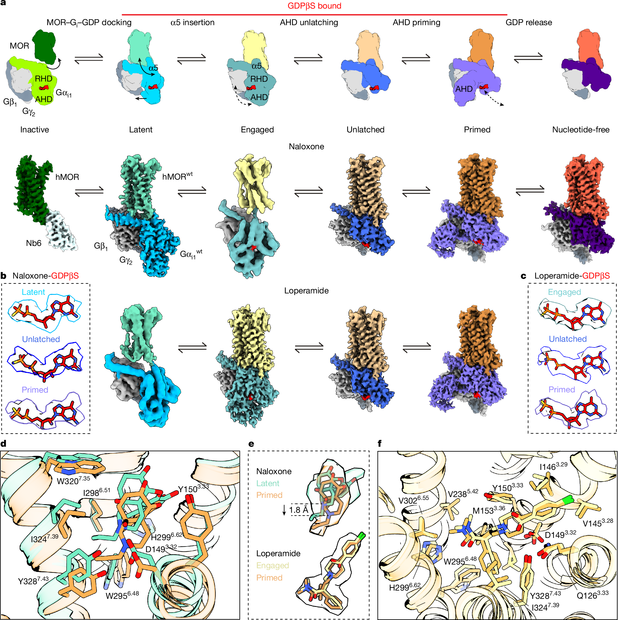 Fig. 1: Structural snapshots of MOR along the initial steps of the G protein activation pathway.