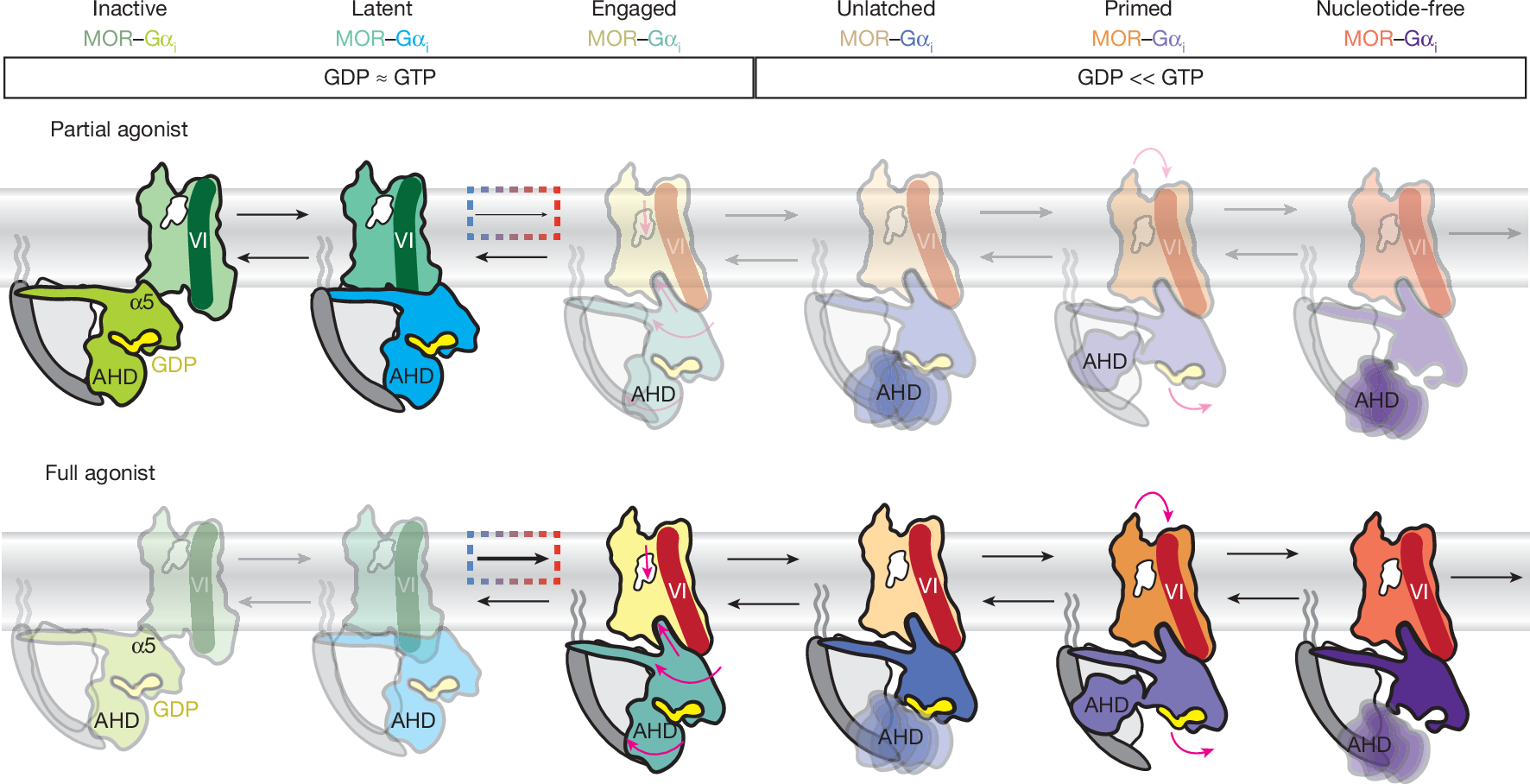 Fig. 4: Model of MOR-mediated G protein activation, in which ligand efficacy dictates binding pose and stabilization of specific conformational states, regulating GDP release rates.