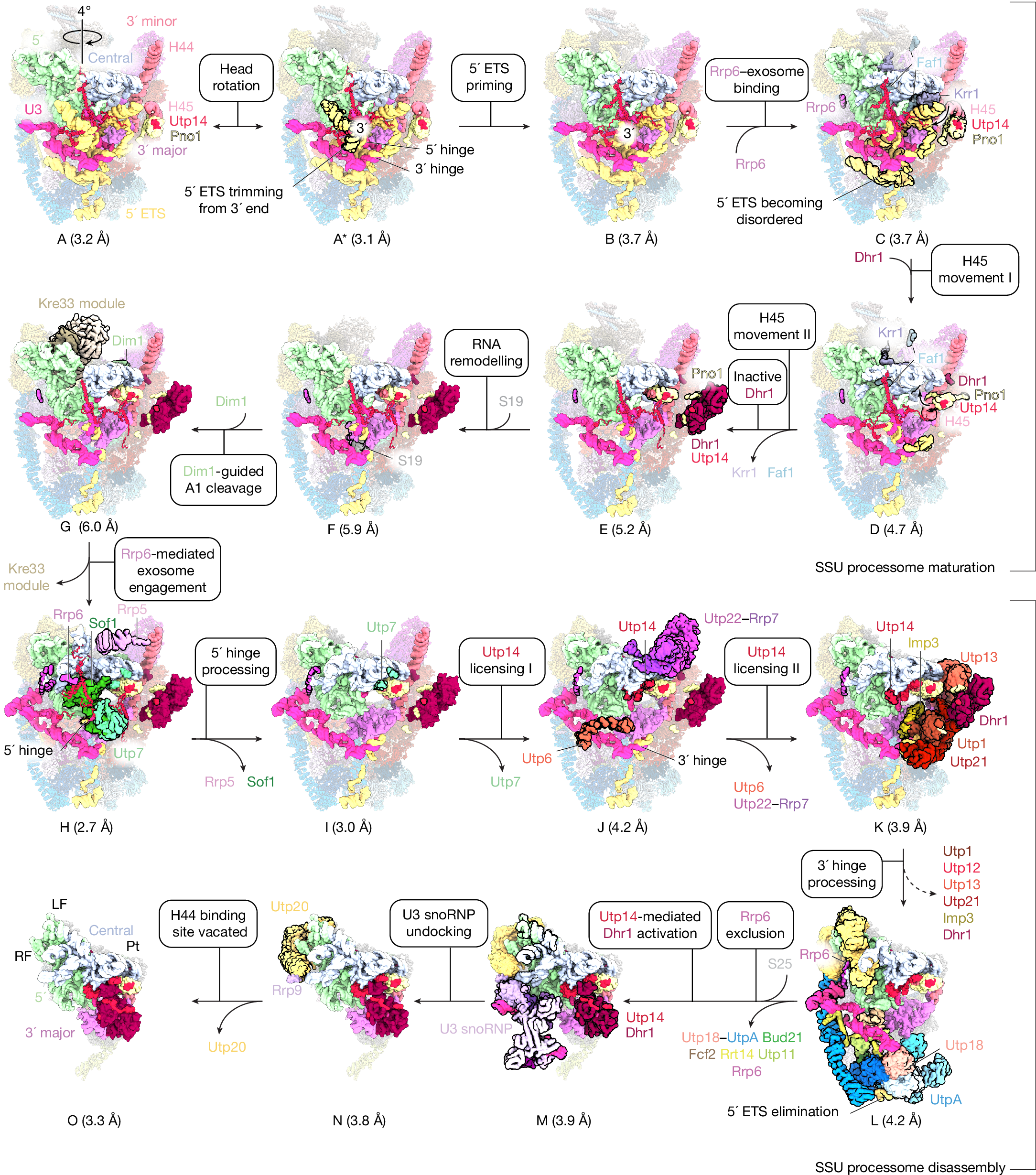 リボソーム形成の分子動画をAIで解析(Major milestone achieved in capturing ribosome assembly)