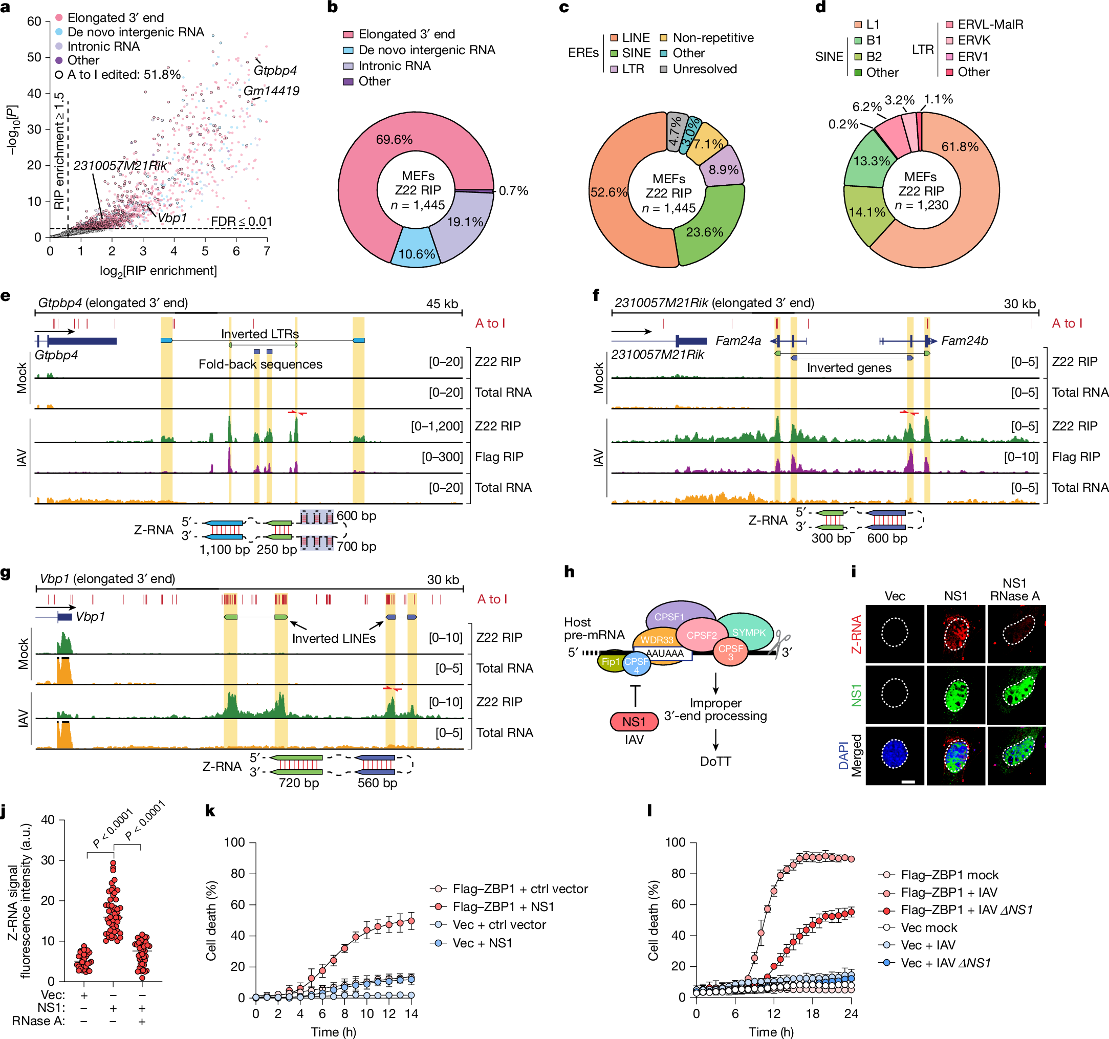 Fig. 4: IAV infections generate host cell Z-RNA, which activates ZBP1.