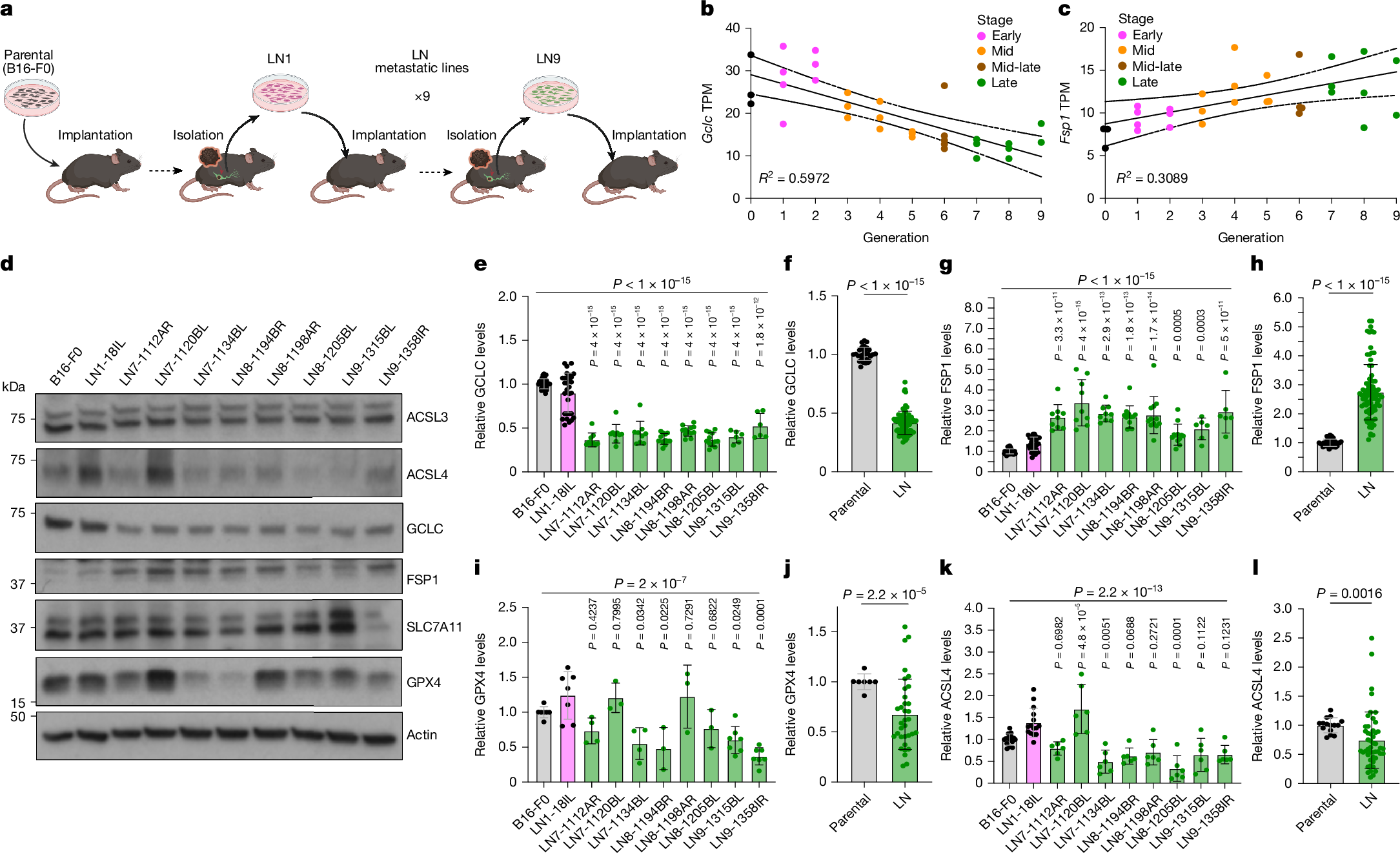 Fig. 1: LN metastatic lines exhibit elevated FSP1 and reduced GCLC, GPX4 and ACSL4 expression.