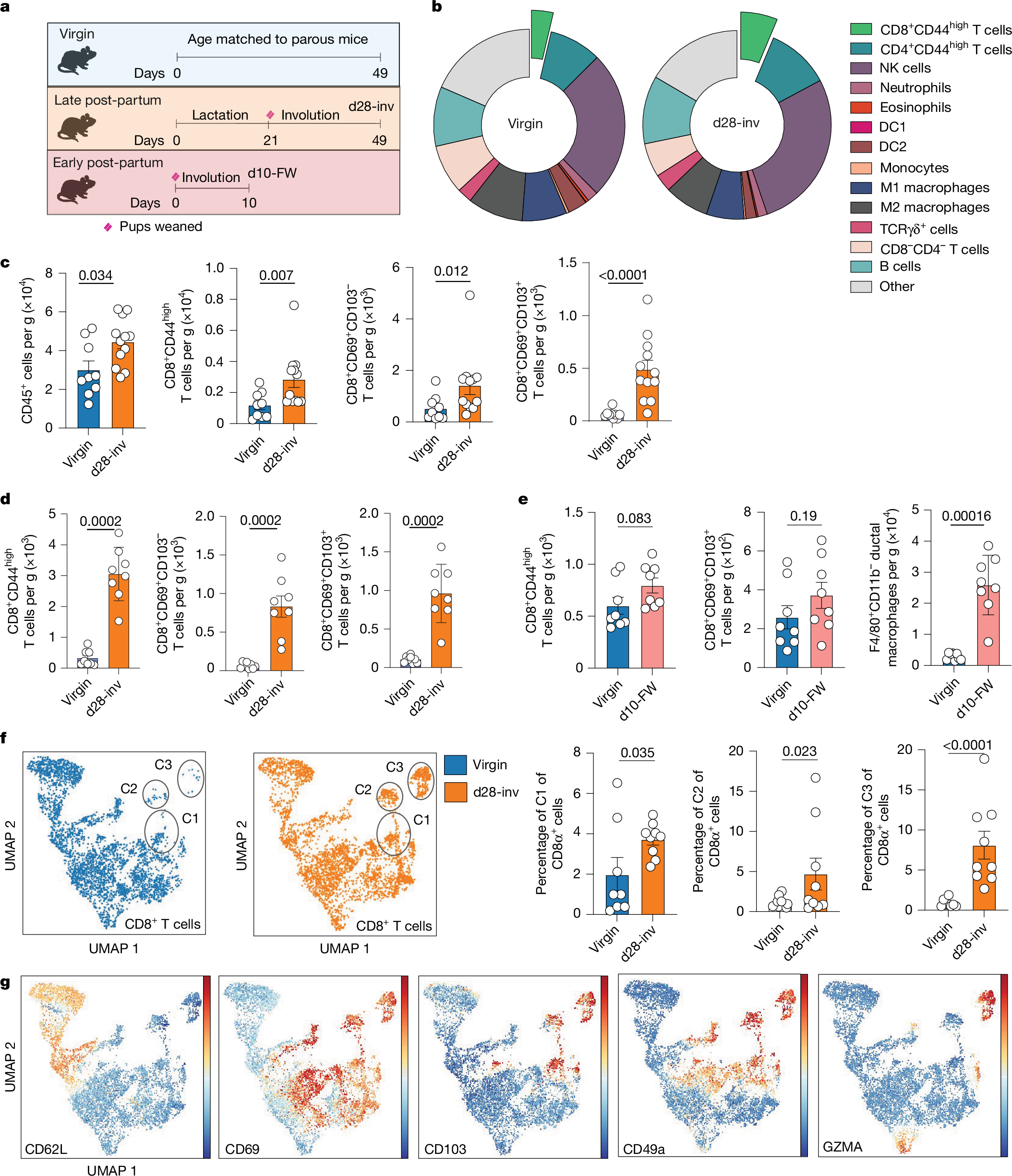Fig. 2: Complete lactation and involution significantly increased CD8+ T cells in healthy mouse mammary tissue.