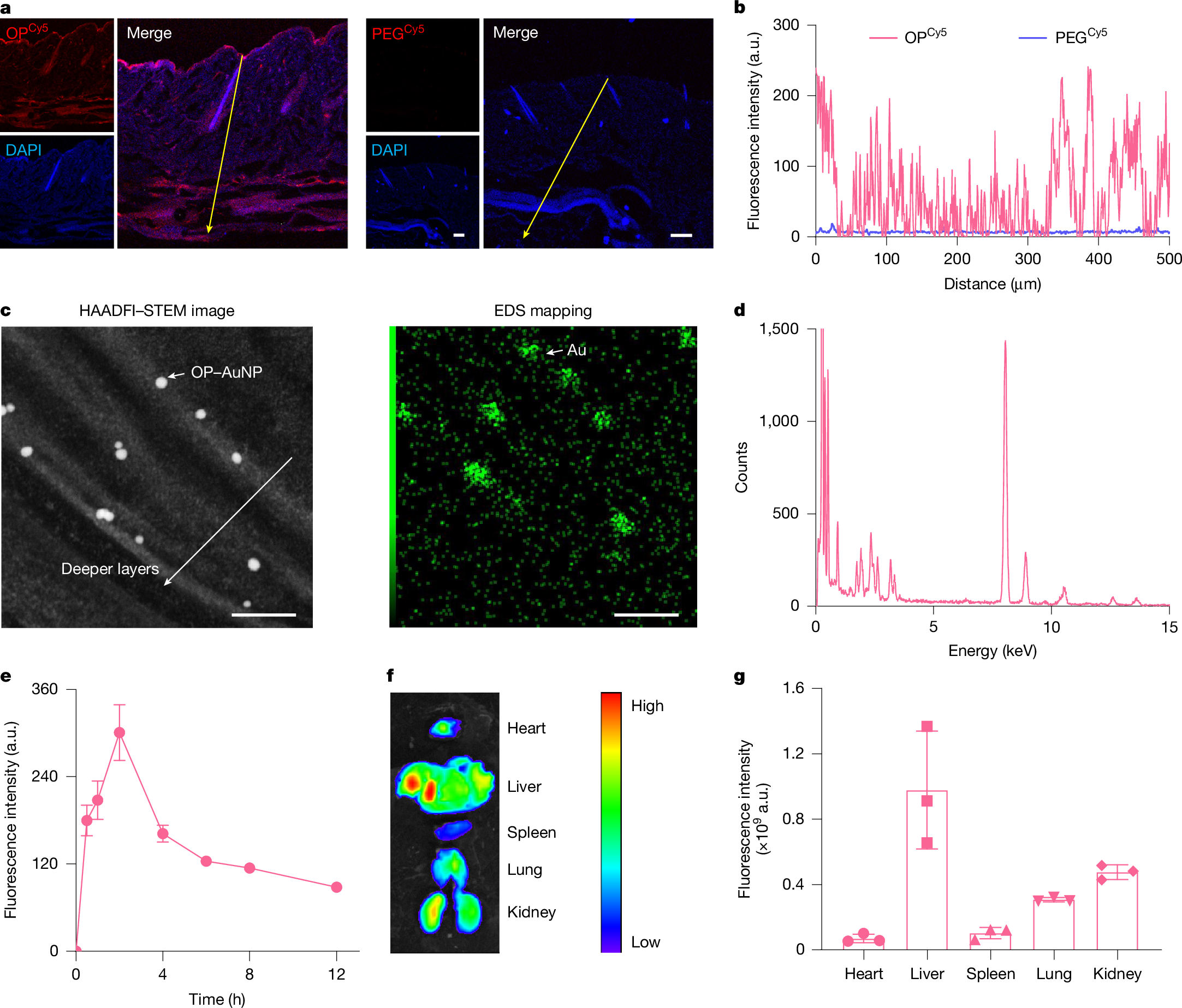 A skin-permeable polymer for non-invasive transdermal insulin delivery |  Nature