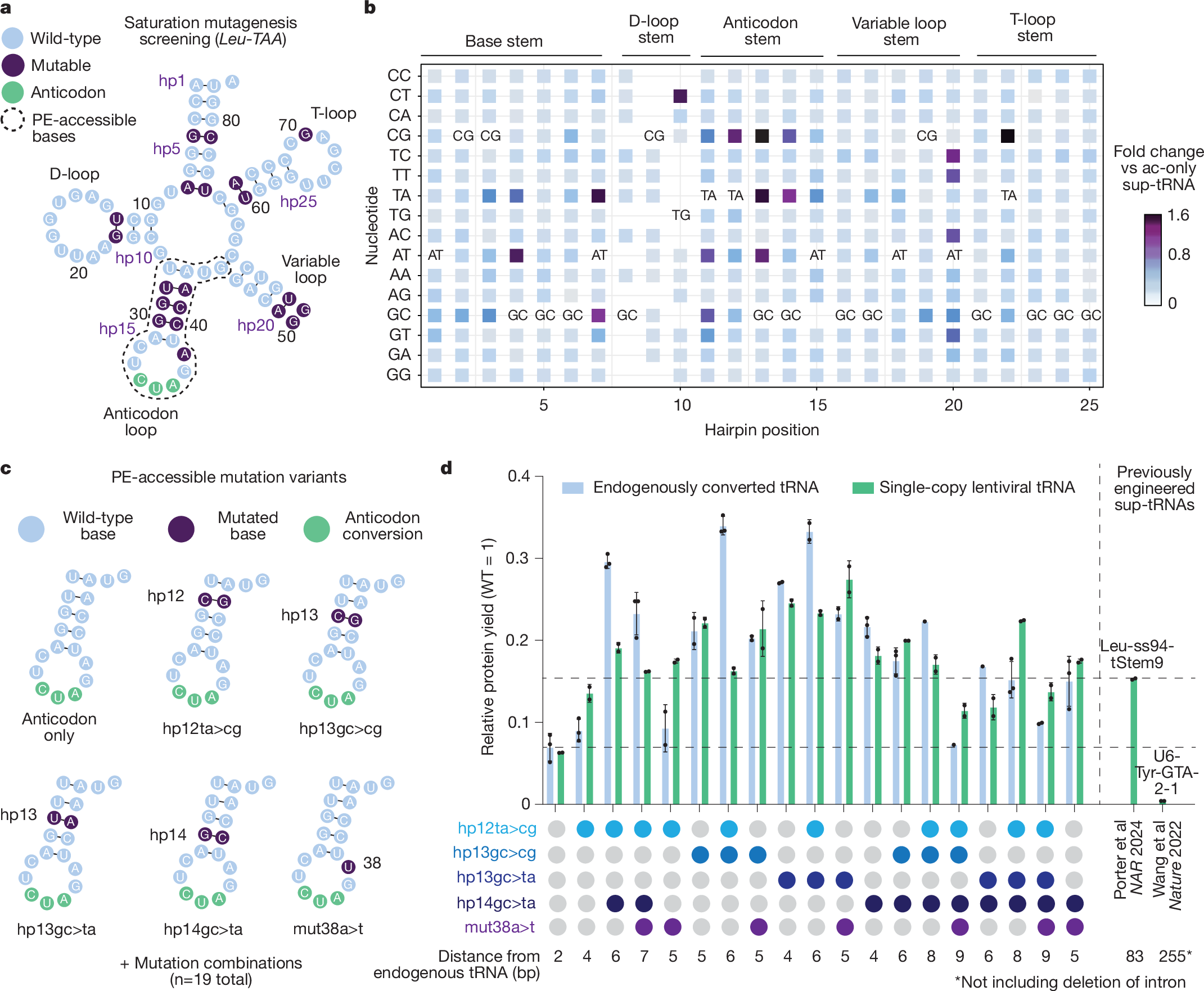 Fig. 2: Identifying prime editing-accessible sup-tRNA mutation combinations.