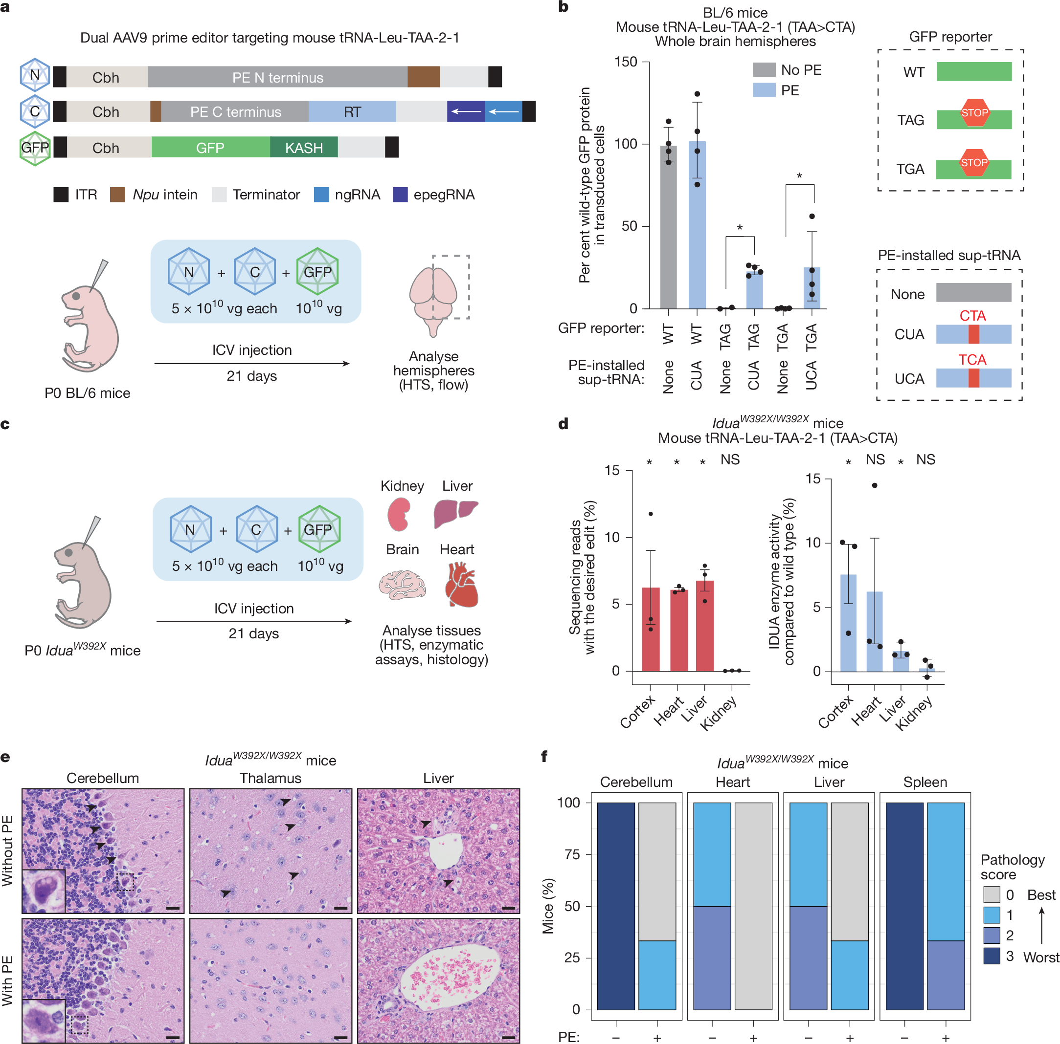 Fig. 5: Prime editing generates functional sup-tRNAs to rescue animal models of disease.