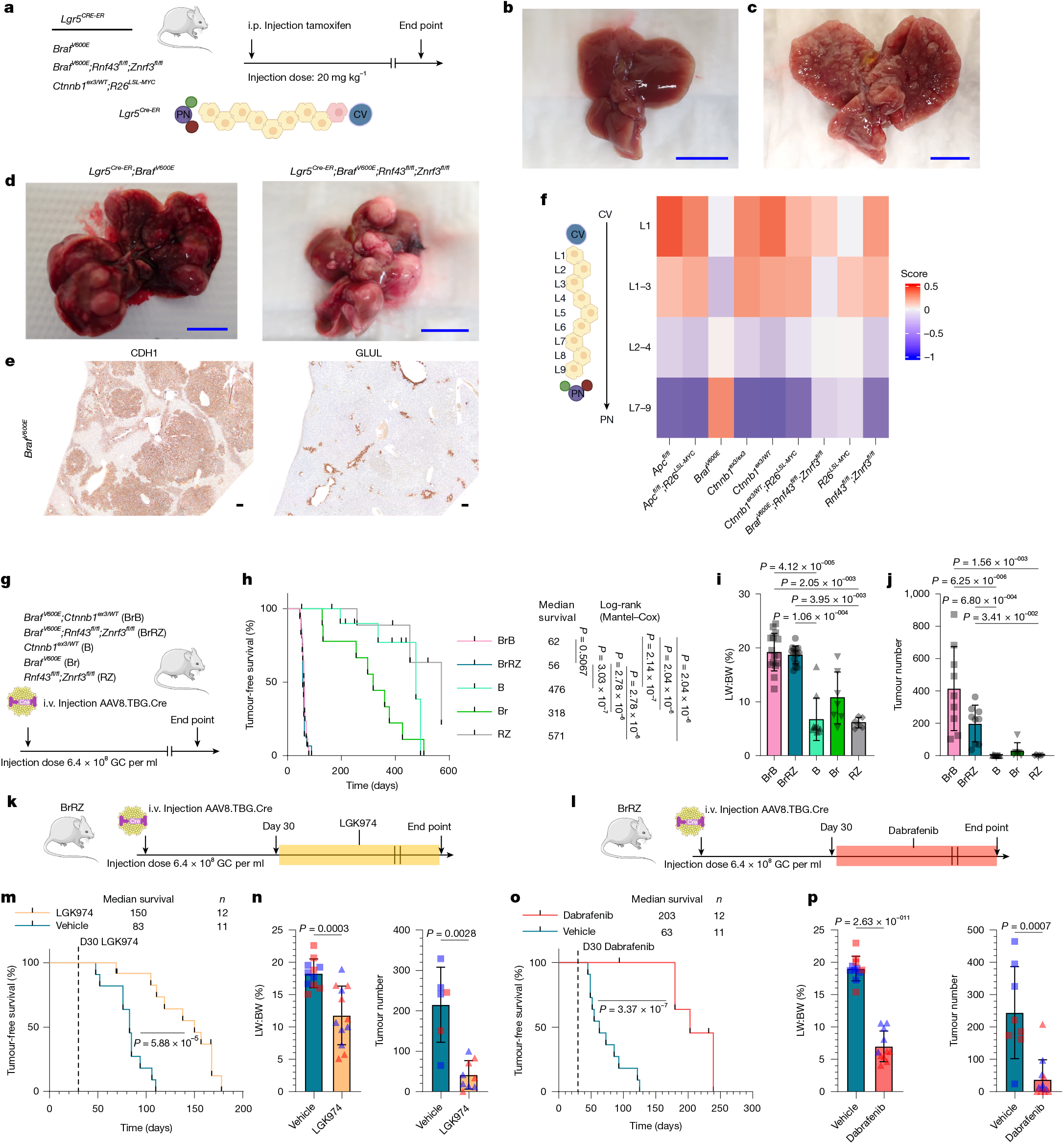 Fig. 4: Activated MAPK signalling antagonizes zone 3 differentiation enabling WNT-driven cancer and transformation of Lgr5+ zone 3 hepatocytes.