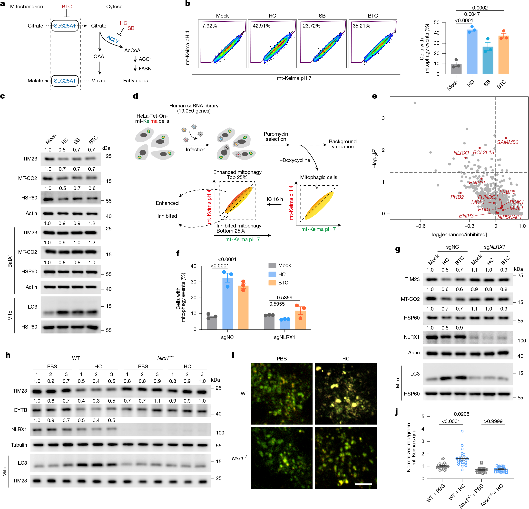Cytosolic acetyl-coenzyme A is a signalling metabolite to control mitophagy  | Nature