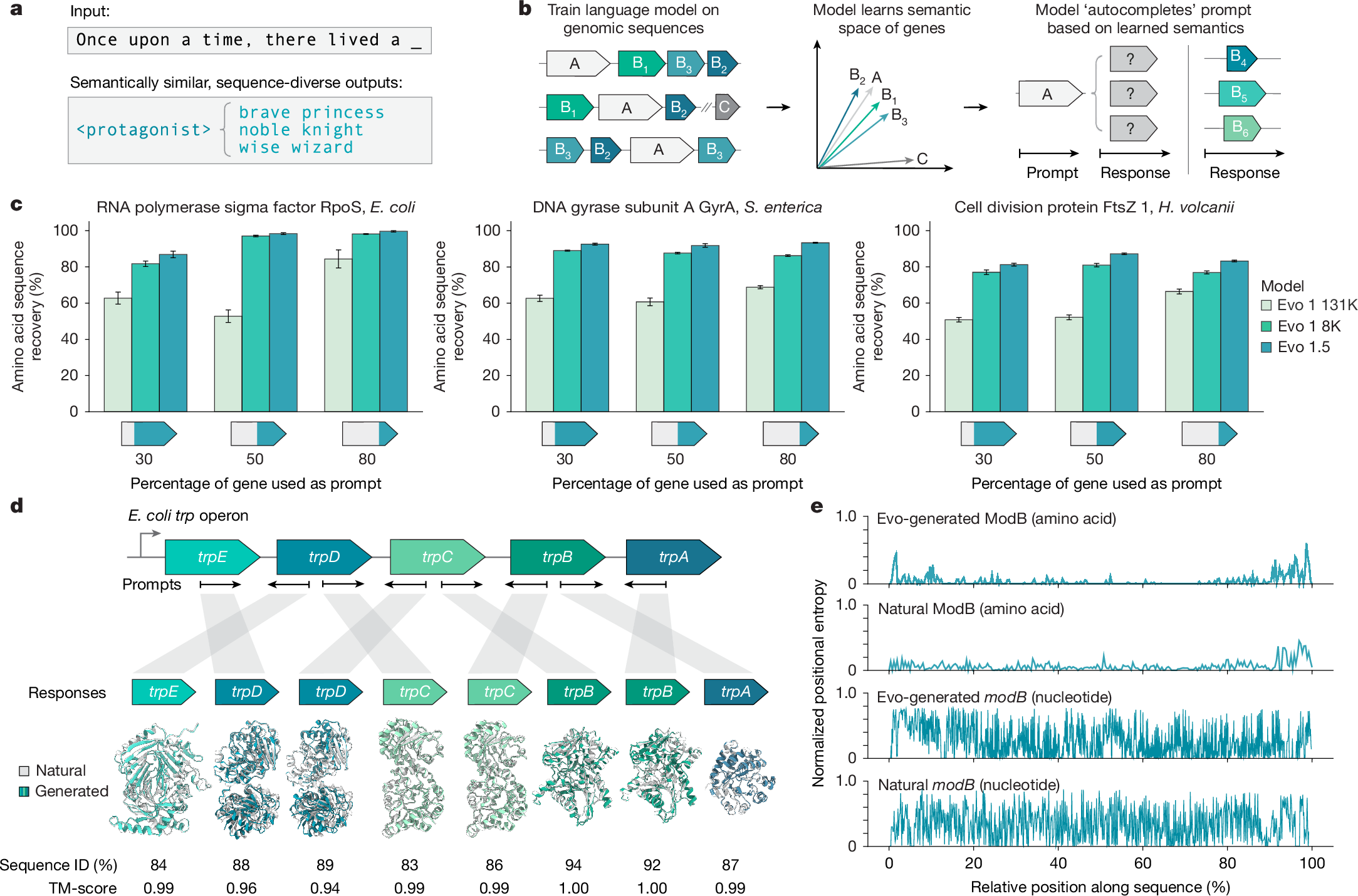 Semantic design of functional de novo genes from a genomic language model - Nature