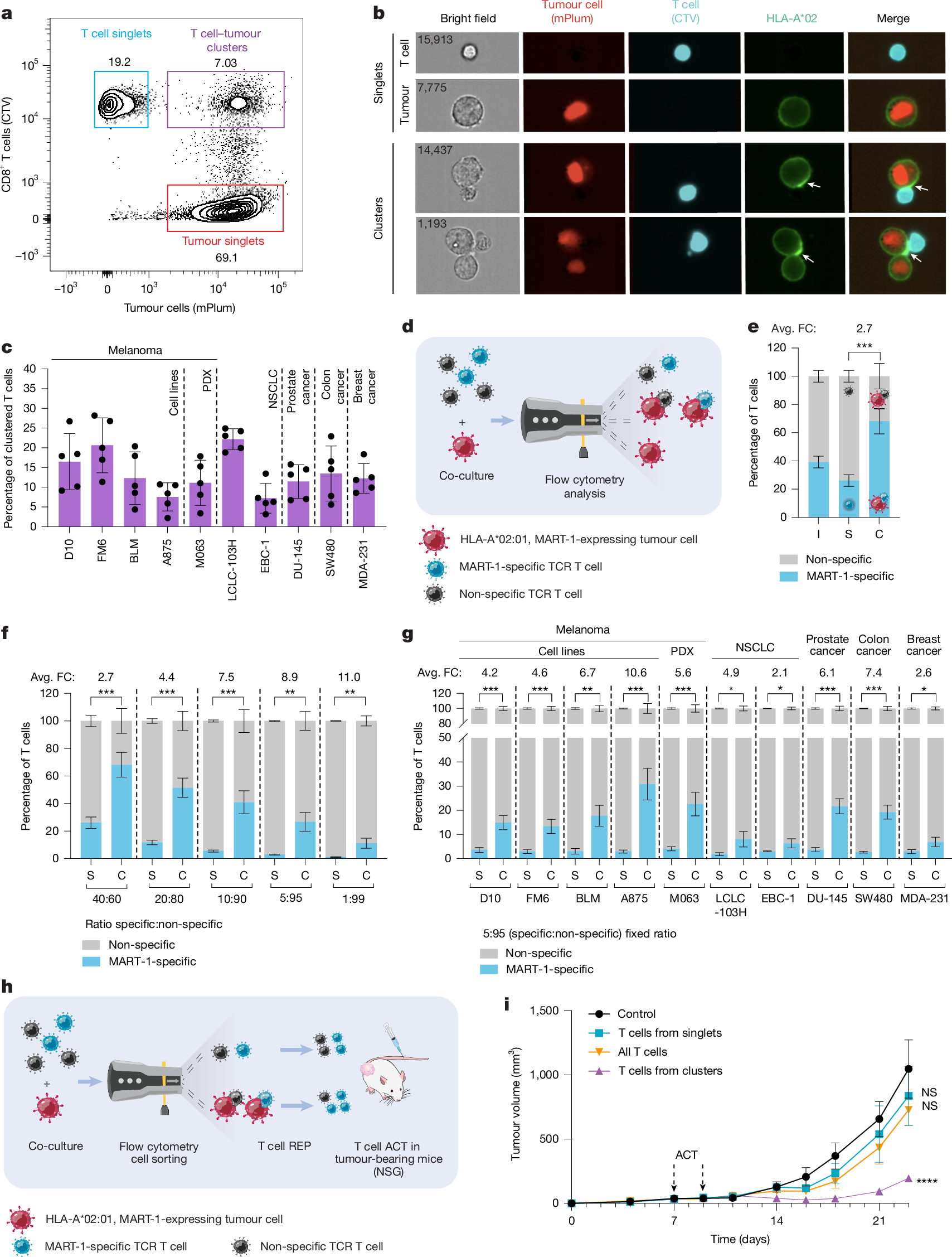 Fig. 1: Antigen-specific T cell competitiveness.