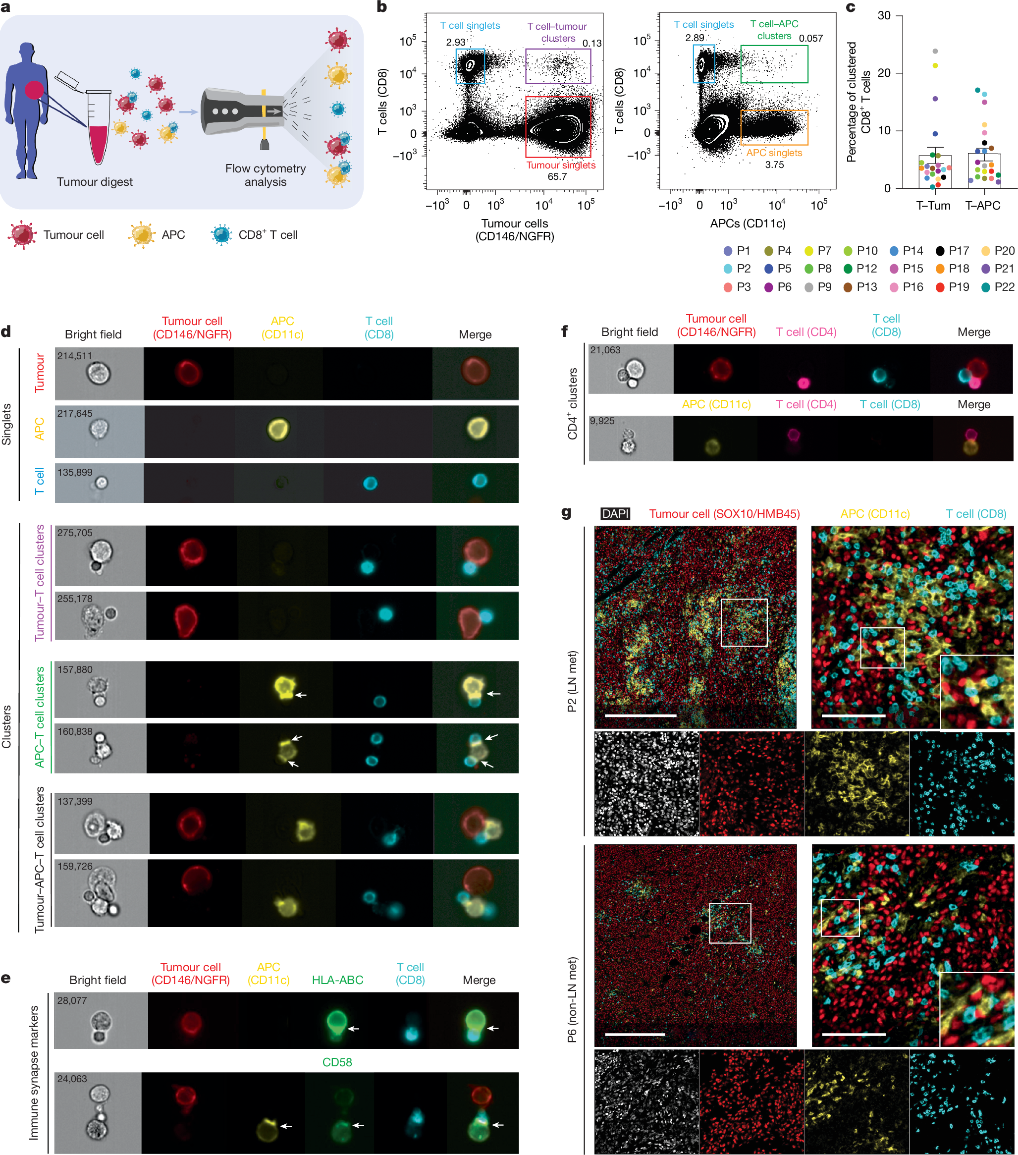 Fig. 2: Clinical heterotypic CD8+ T cell clusters.