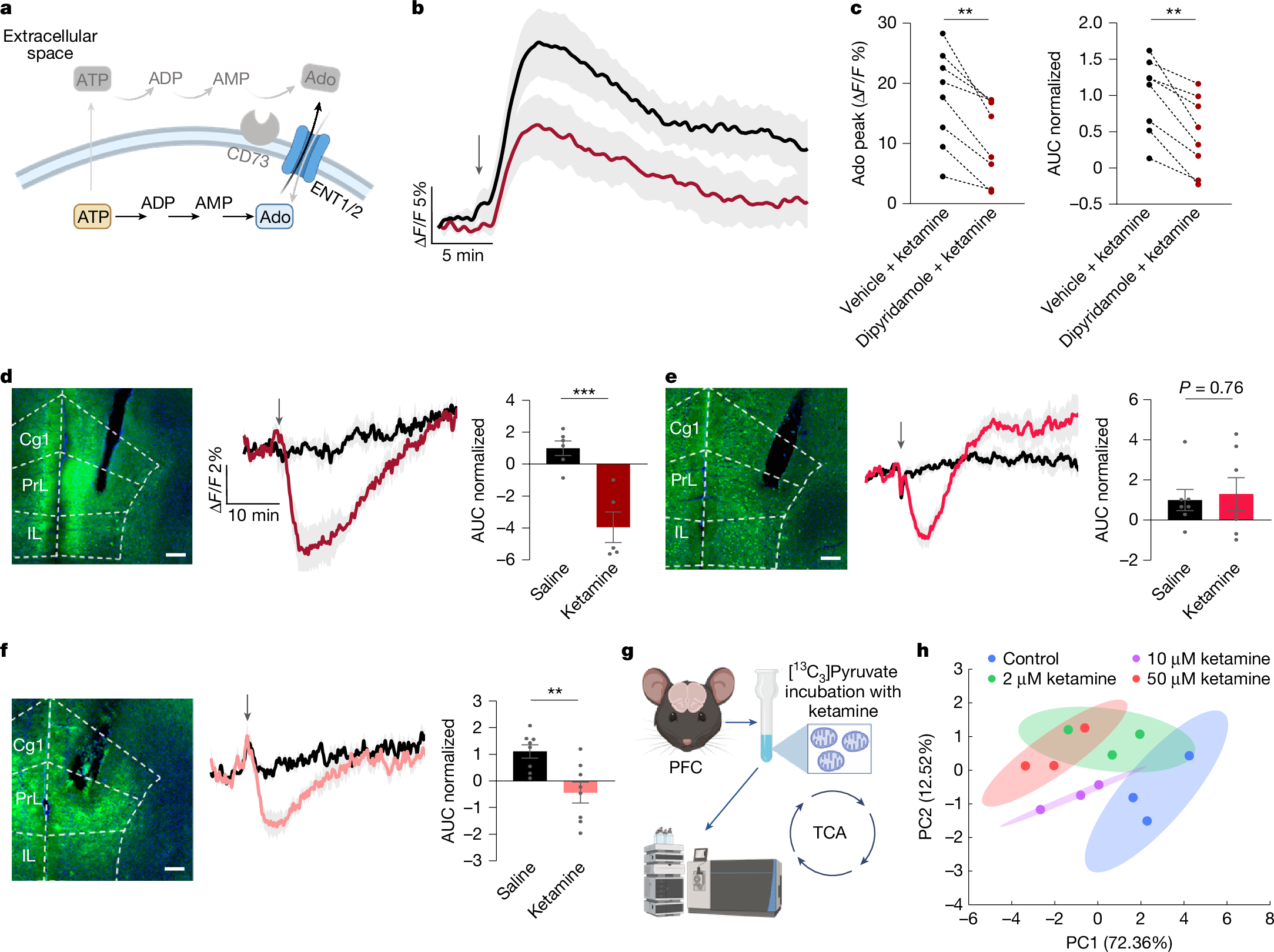 Fig. 3: Ketamine modulates cellular metabolism and promotes adenosine efflux via ENT1/2.