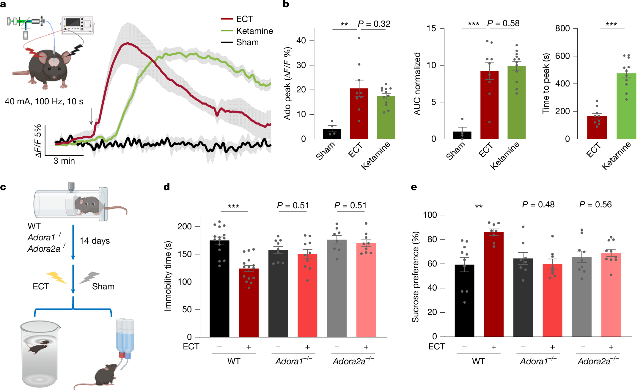 Fig. 5: Adenosine signalling is essential for the antidepressant effects of ECT.