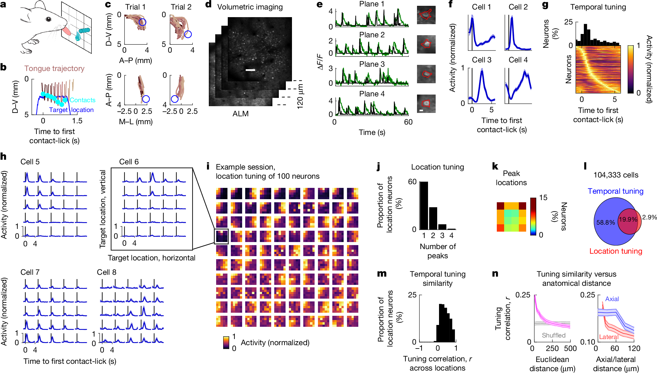 Connectivity underlying motor cortex activity during goal-directed behaviour