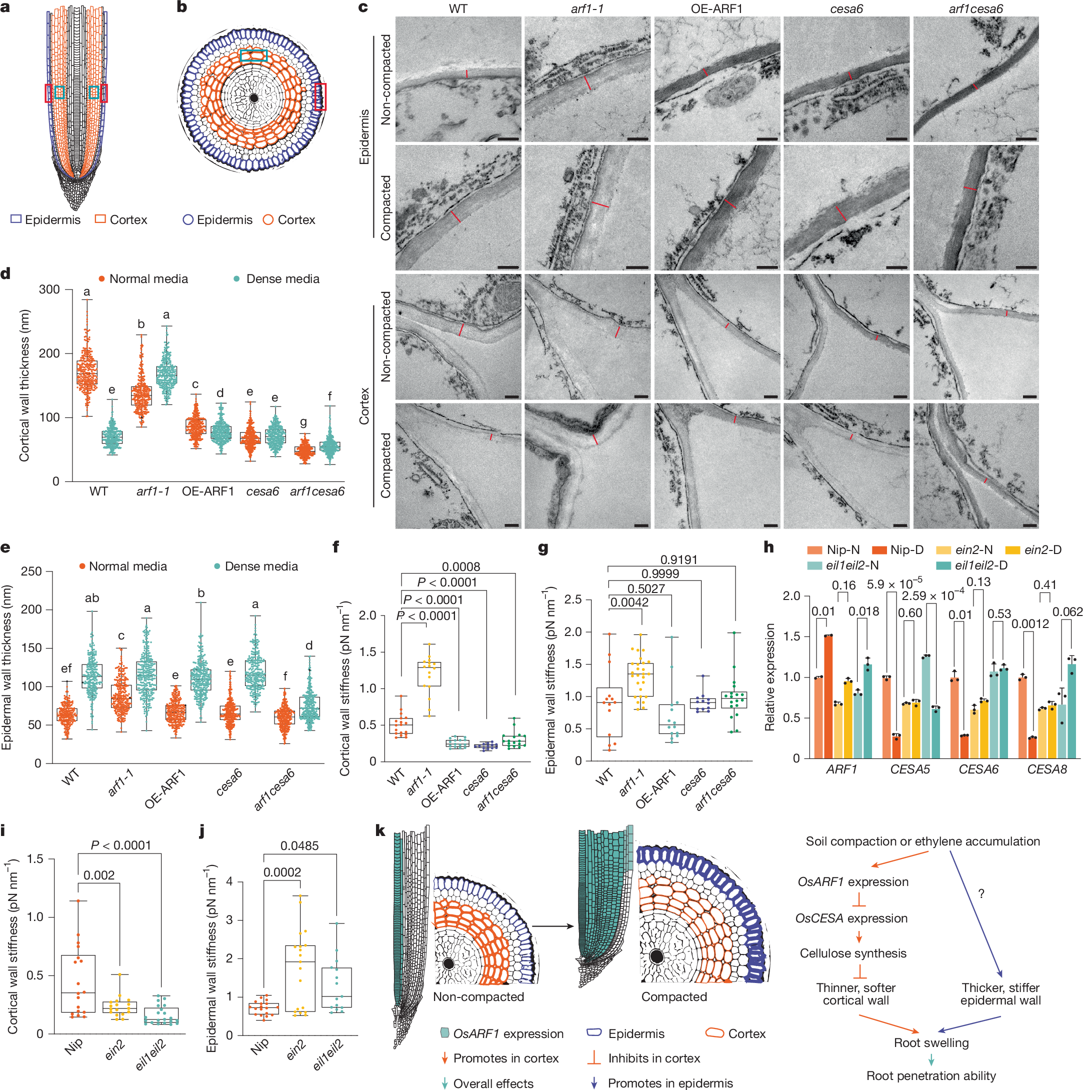 Fig. 4: A thicker epidermis and thinner cortex cell wall model facilitates rice root adaption to compaction.