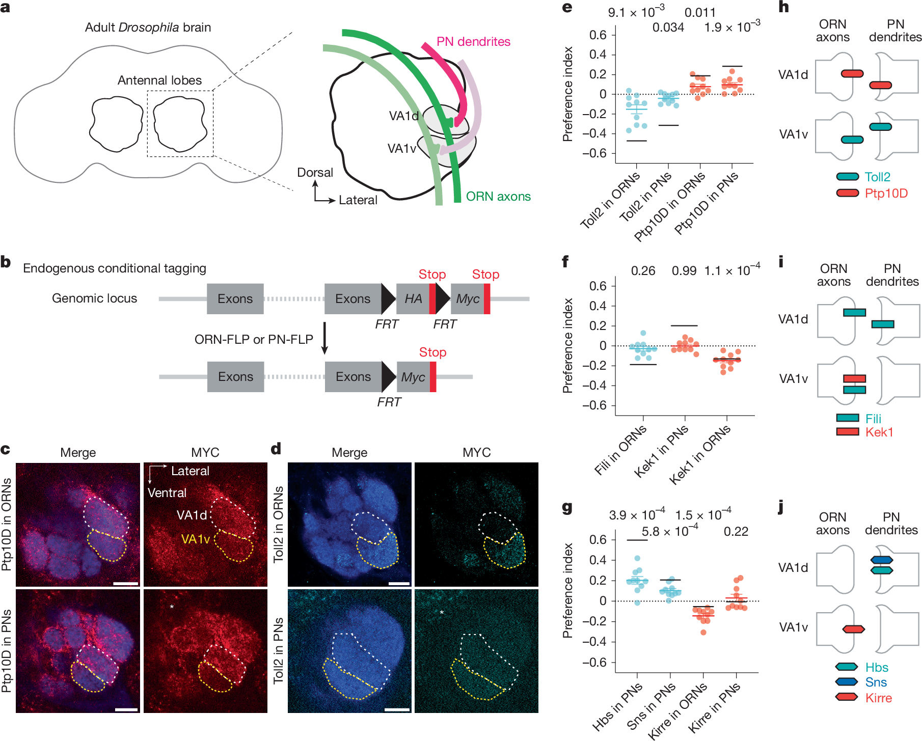 Repulsions instruct synaptic partner matching in an olfactory circuit - Nature