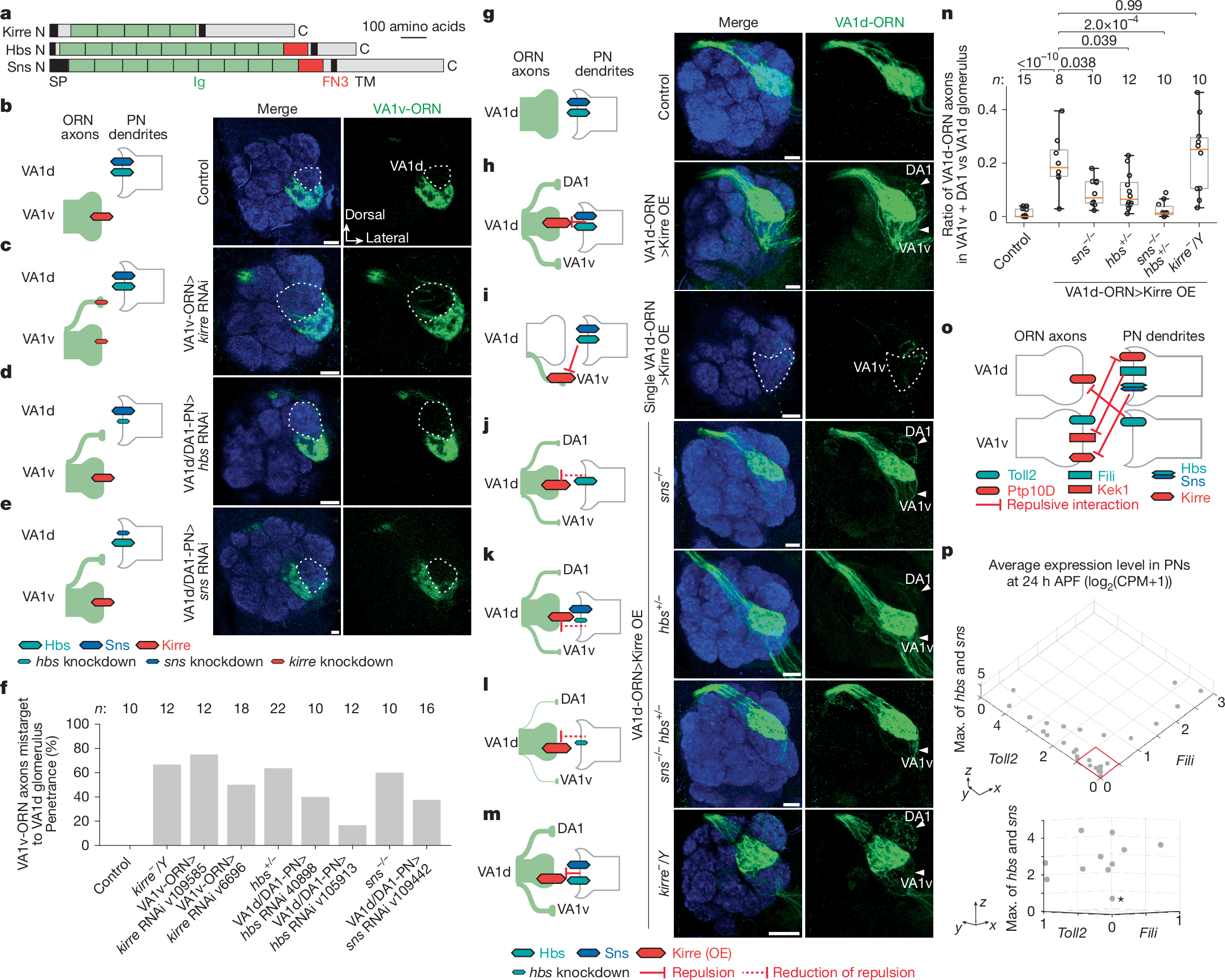 Fig. 5: Repulsive Hbs/Sns–Kirre interactions and combinatorial expression of three CSP pairs.