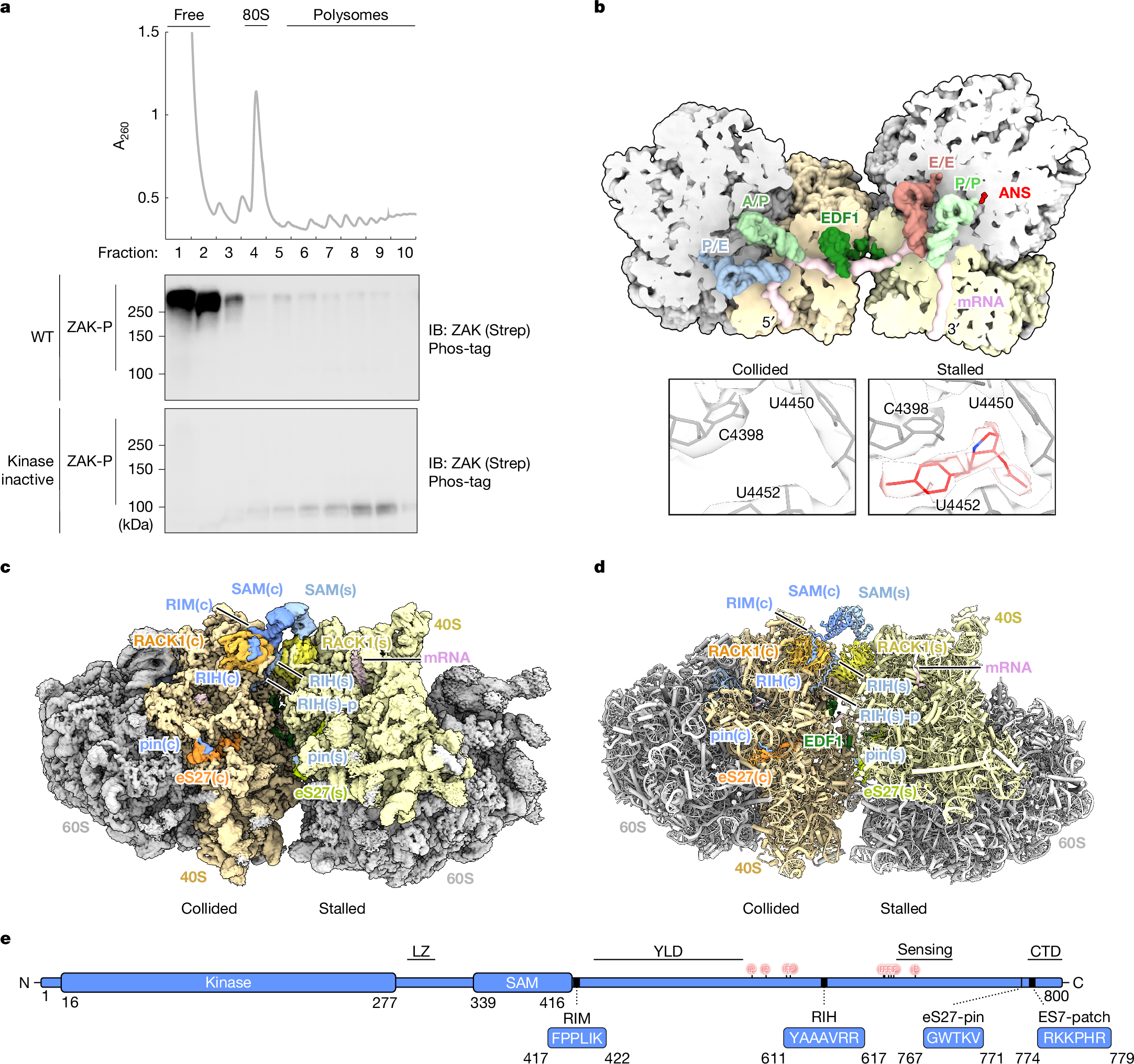 リボソーム衝突が細胞ストレスのシグナルを送る(Colliding ribosomes signal cellular stress)