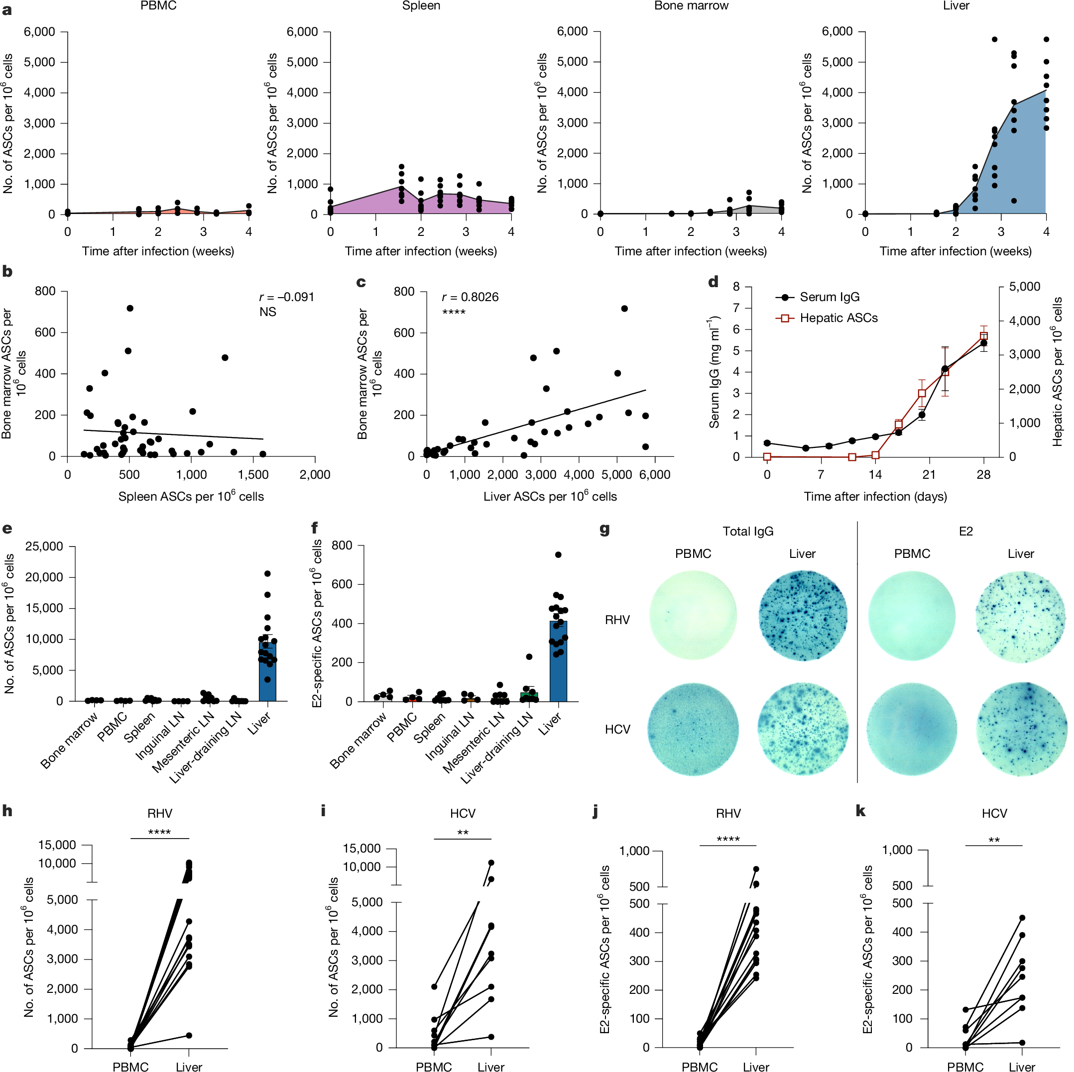 Fig. 1: Viral-specific humoral responses are primarily compartmentalized within the liver in strictly hepatotropic viral infection.