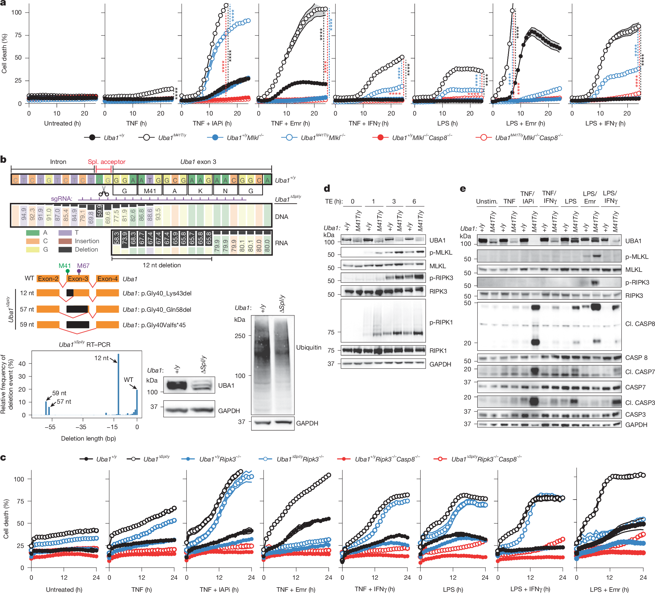 Fig. 2: Uba1M41T/y and Uba1∆Spl/y macrophages undergo aberrant inflammatory cell death.