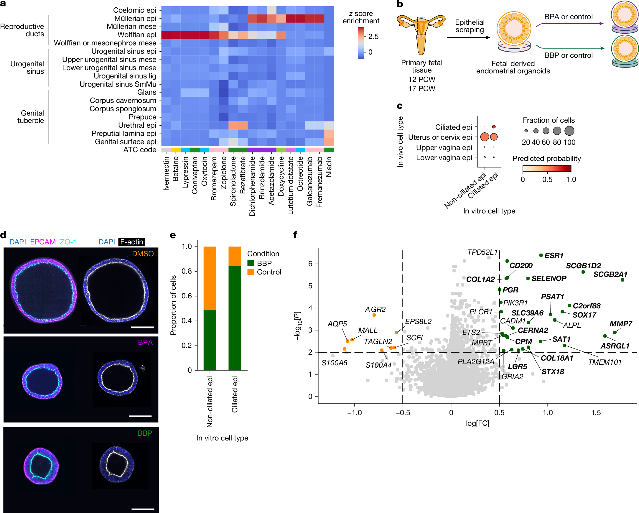 Fig. 5: Disruptions to reproductive tract development.