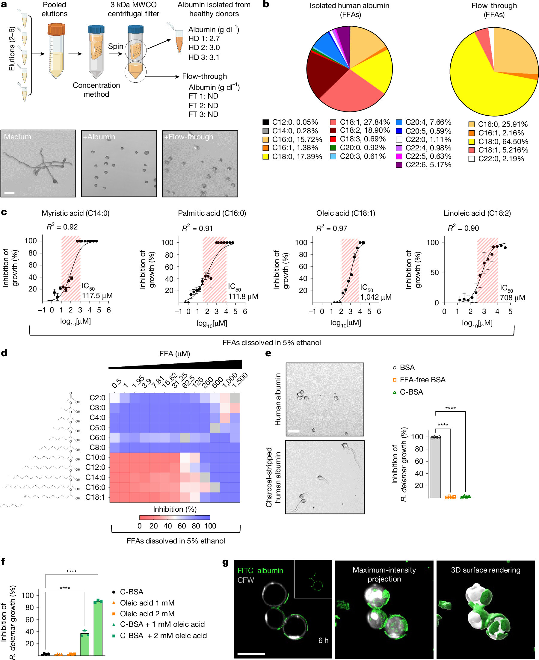 Fig. 2: Physiological FFAs mediate the antifungal activity of albumin against Mucorales.