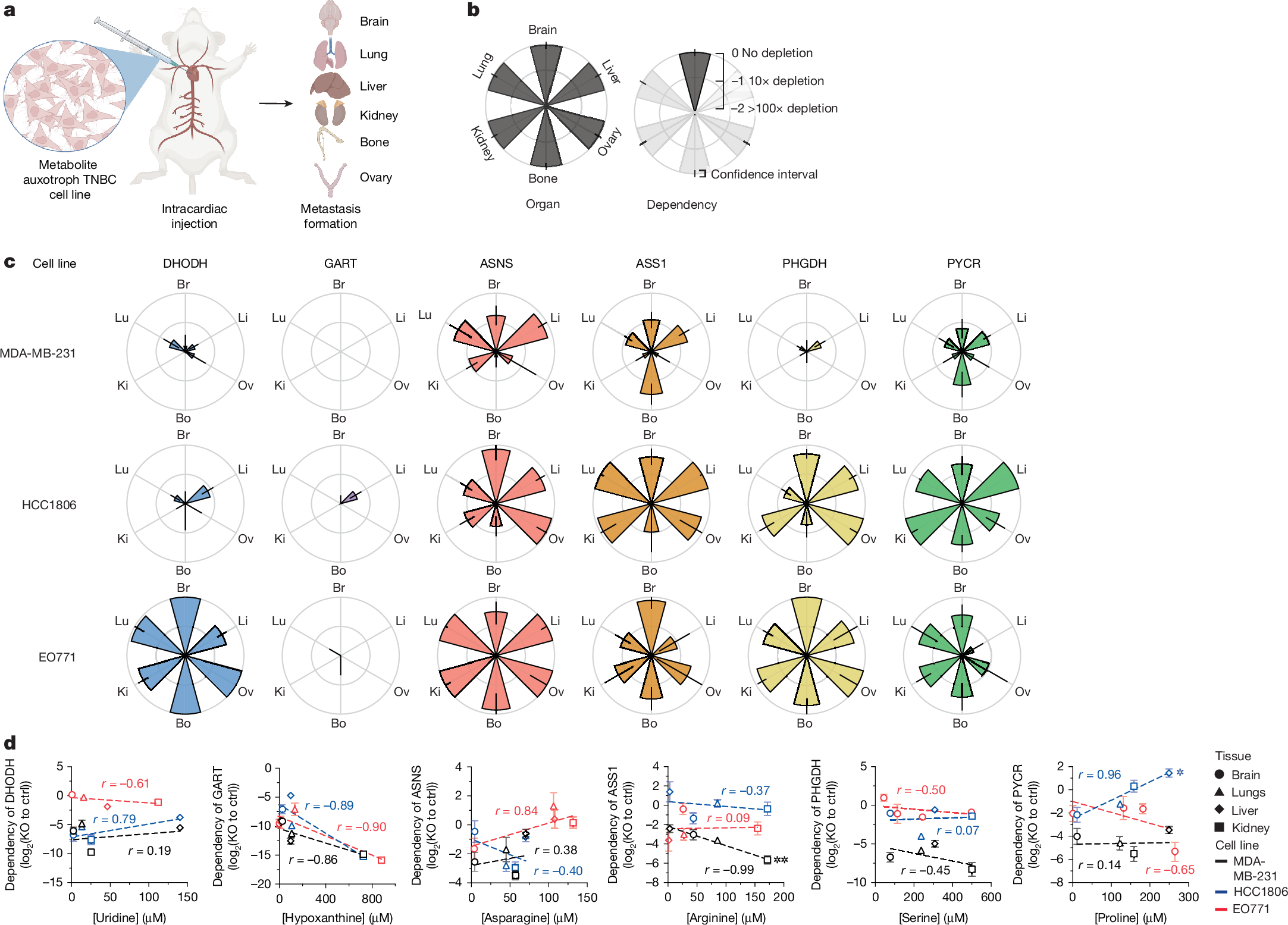 Fig. 2: Intracardiac implantation to determine where metabolite auxotrophs can grow as metastases.