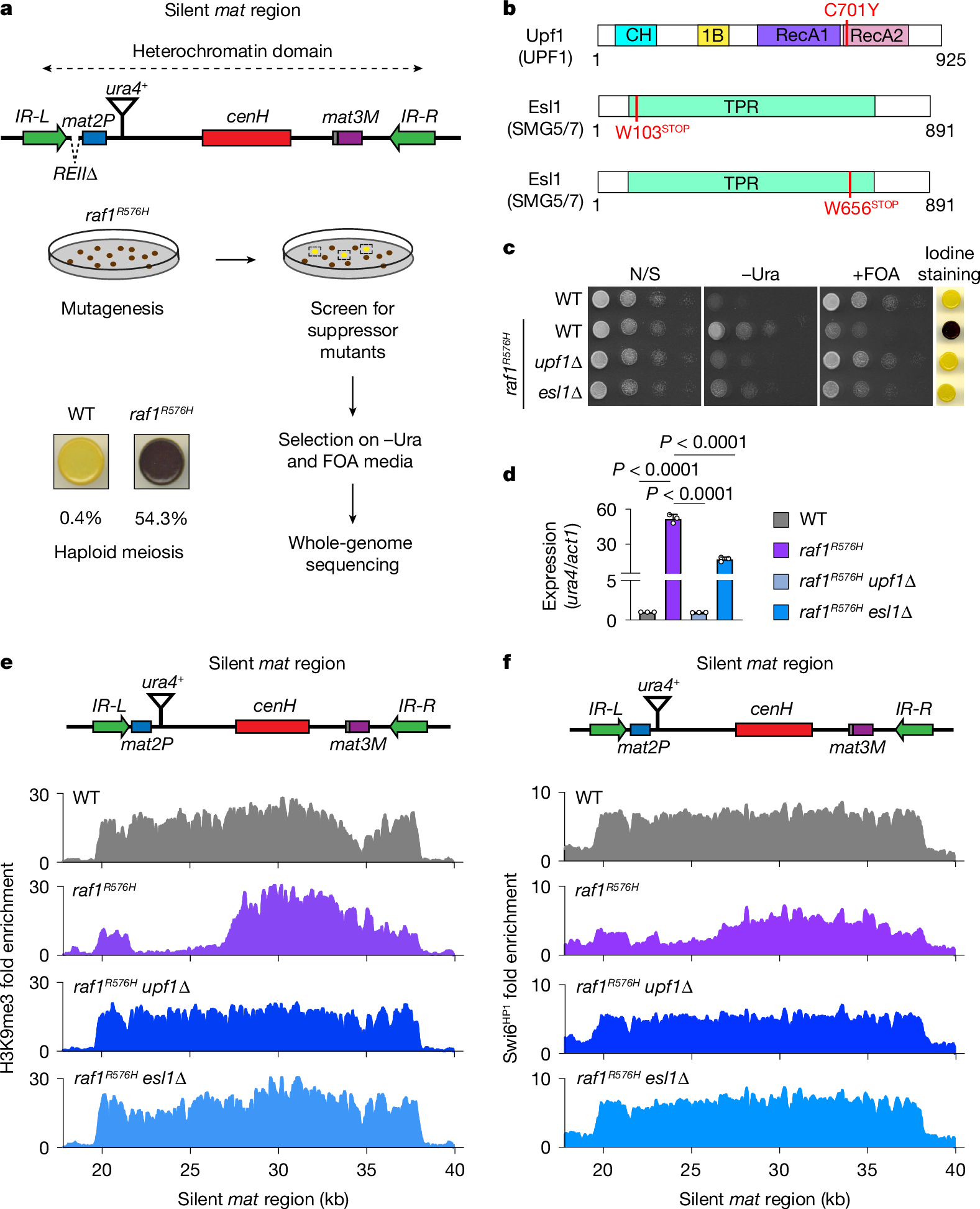 Fig. 1: Loss of NMD components rescues heterochromatin spreading defects.