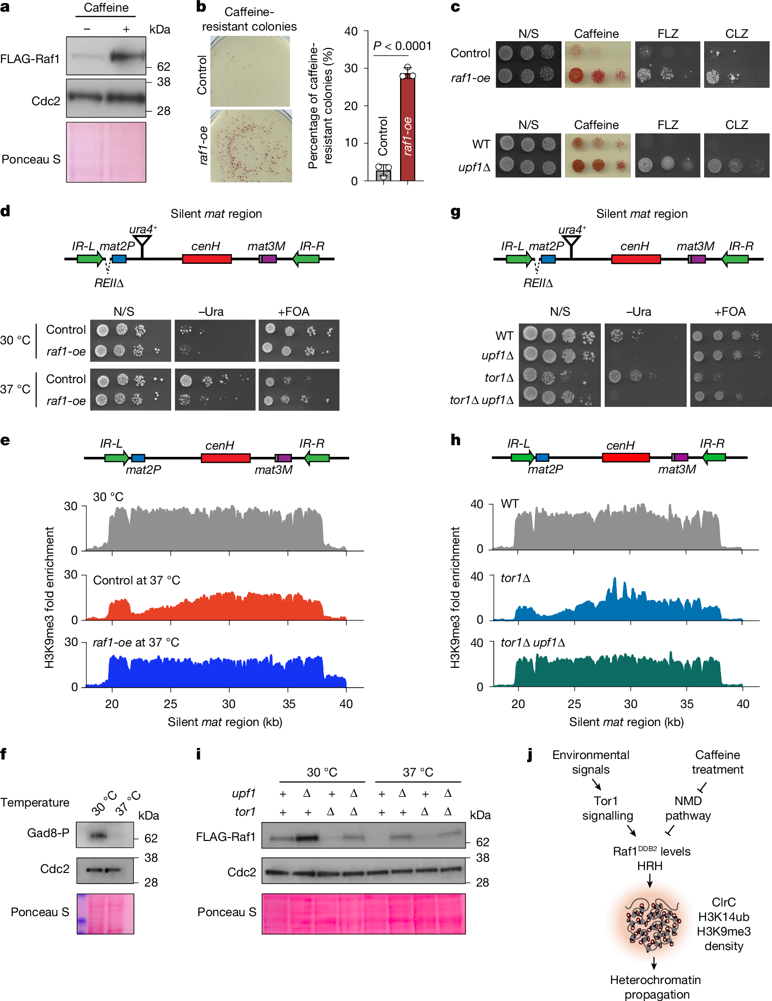 Fig. 5: Raf1DDB2 levels are naturally regulated during heterochromatin adaptation.