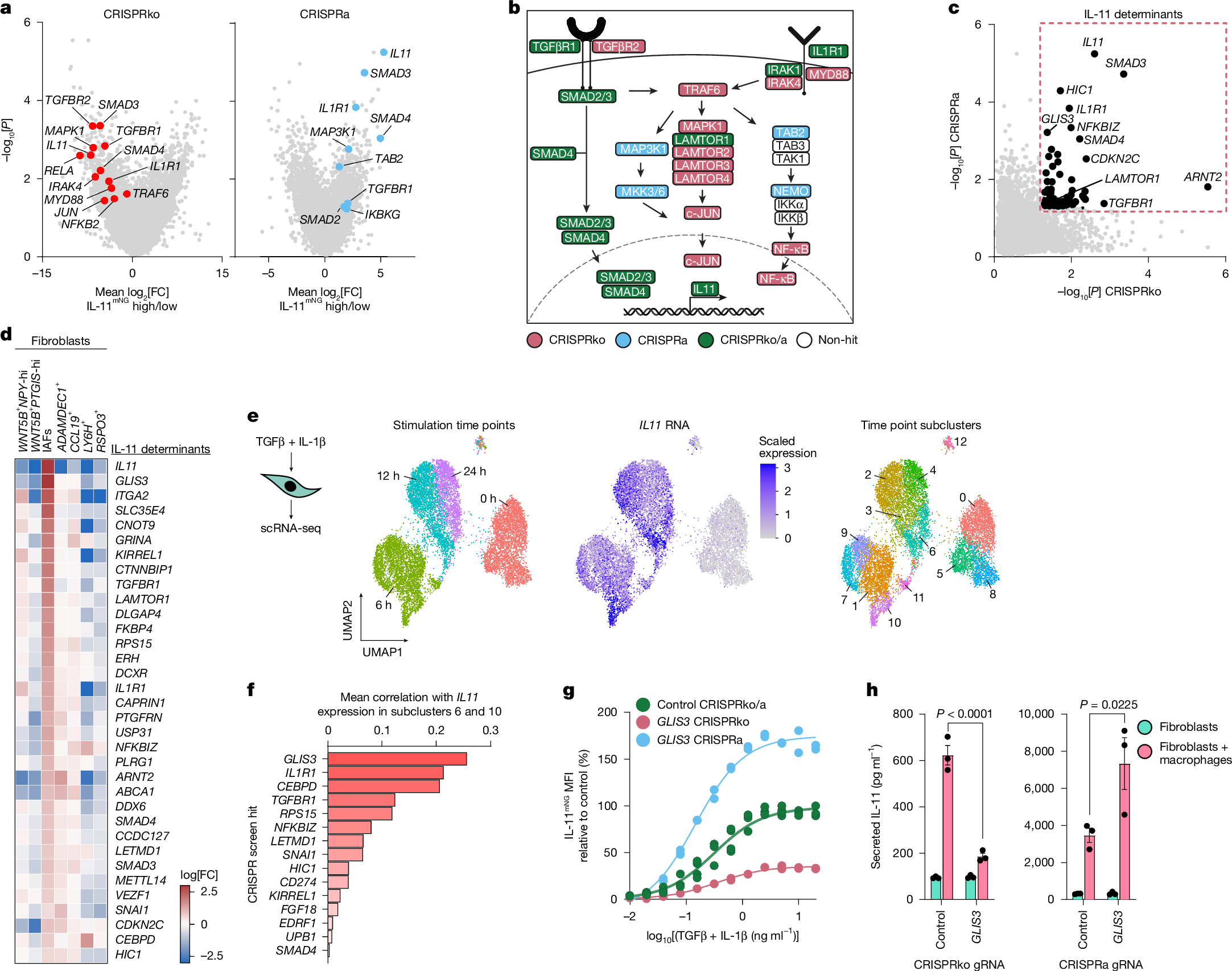 Fig. 3: Genome-wide CRISPR screens identify novel IAF determinants.