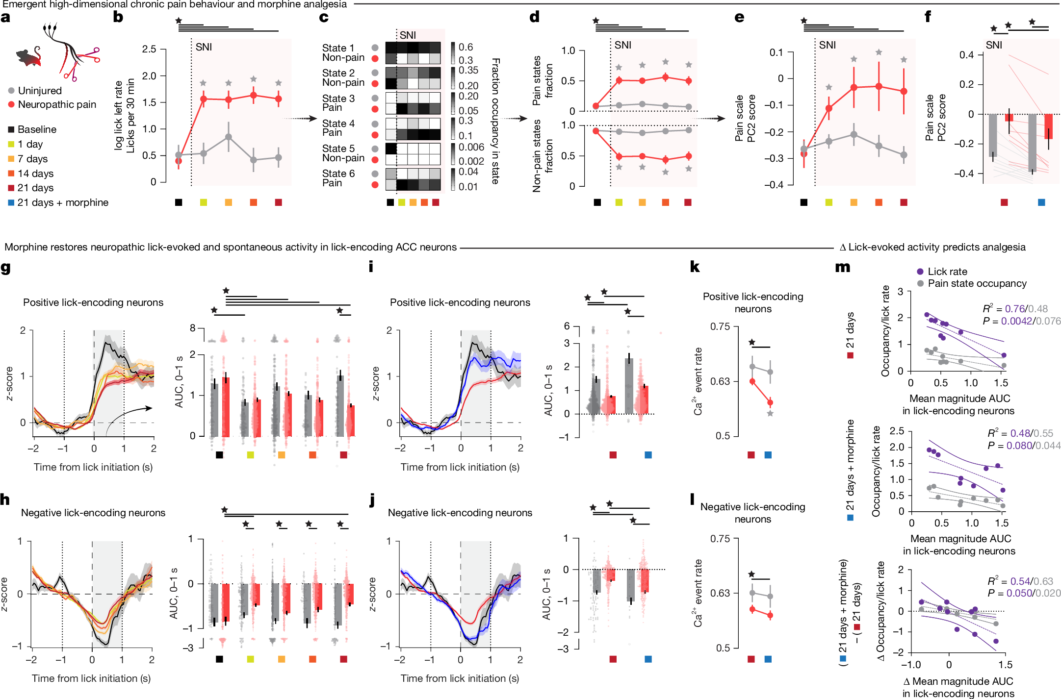 Fig. 3: Morphine targets functionally compromised ACC neurons to relieve chronic pain.