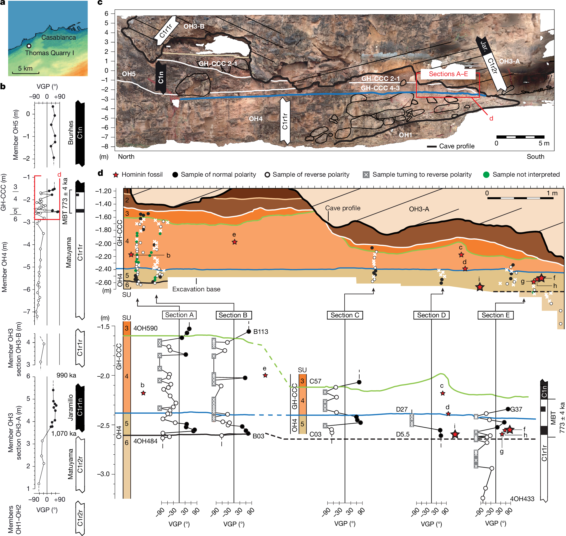 モロッコの人類祖先が示すアフリカ起源系統(Human Ancestors in Morocco Reveal an African Lineage Near the Root of Modern Humans)