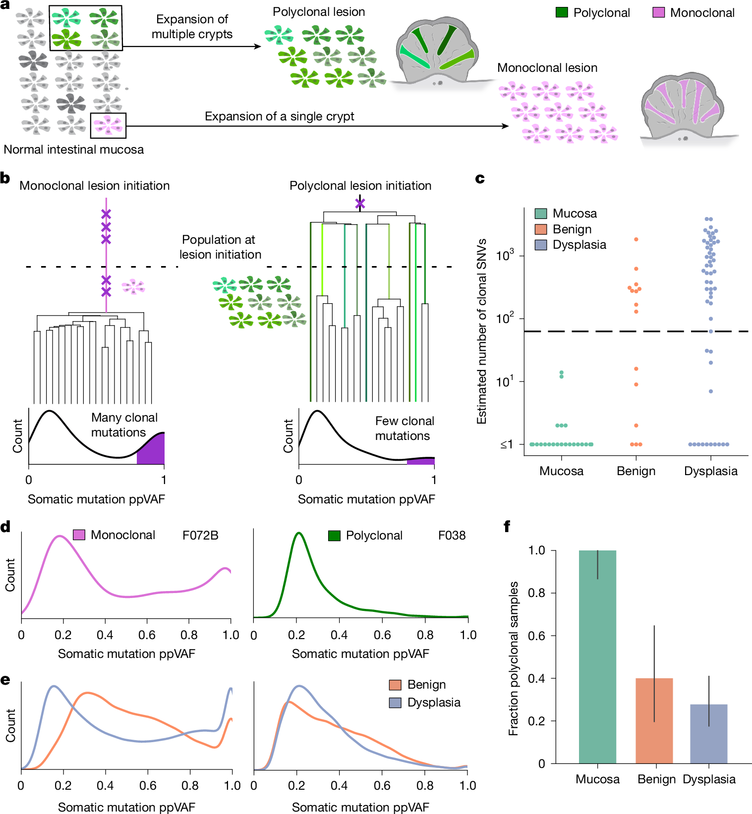 Fig. 2: Some FAP premalignant polyps had an early most recent common evolutionary ancestor and are probably polyclonal.