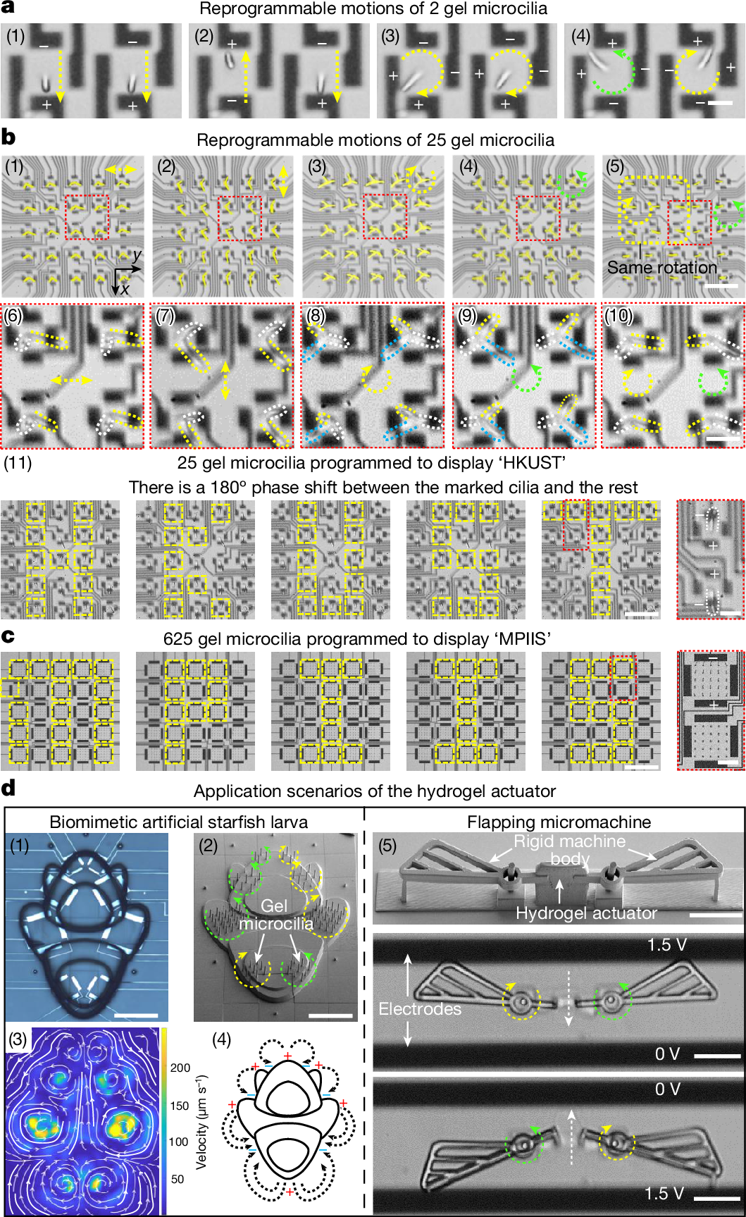Fig. 3: Dynamic bending motions of gel microcilia arrays.