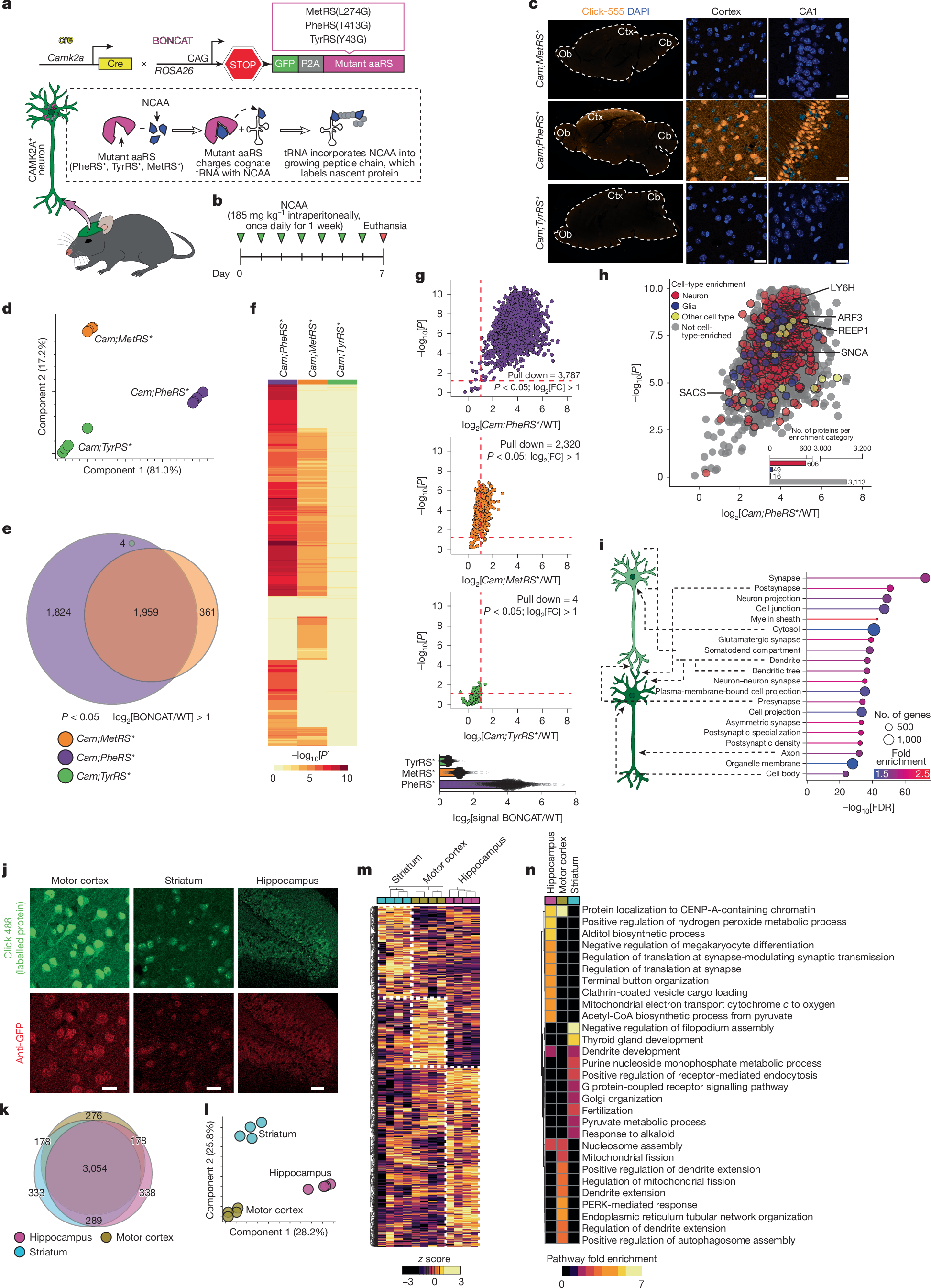 加齢によるシナプスタンパク質分解低下と疾患リスク(Aging slows breakdown of synaptic proteins, raising disease risk)