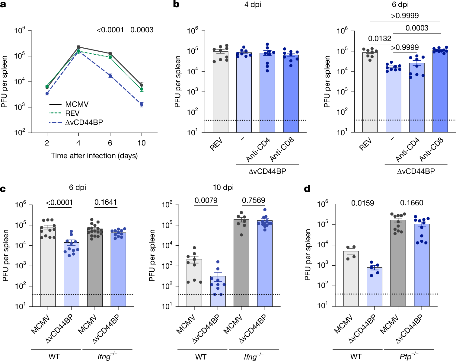 Fig. 2: vCD44BP attenuates viral clearance by interfering with CD8 T cell functions.