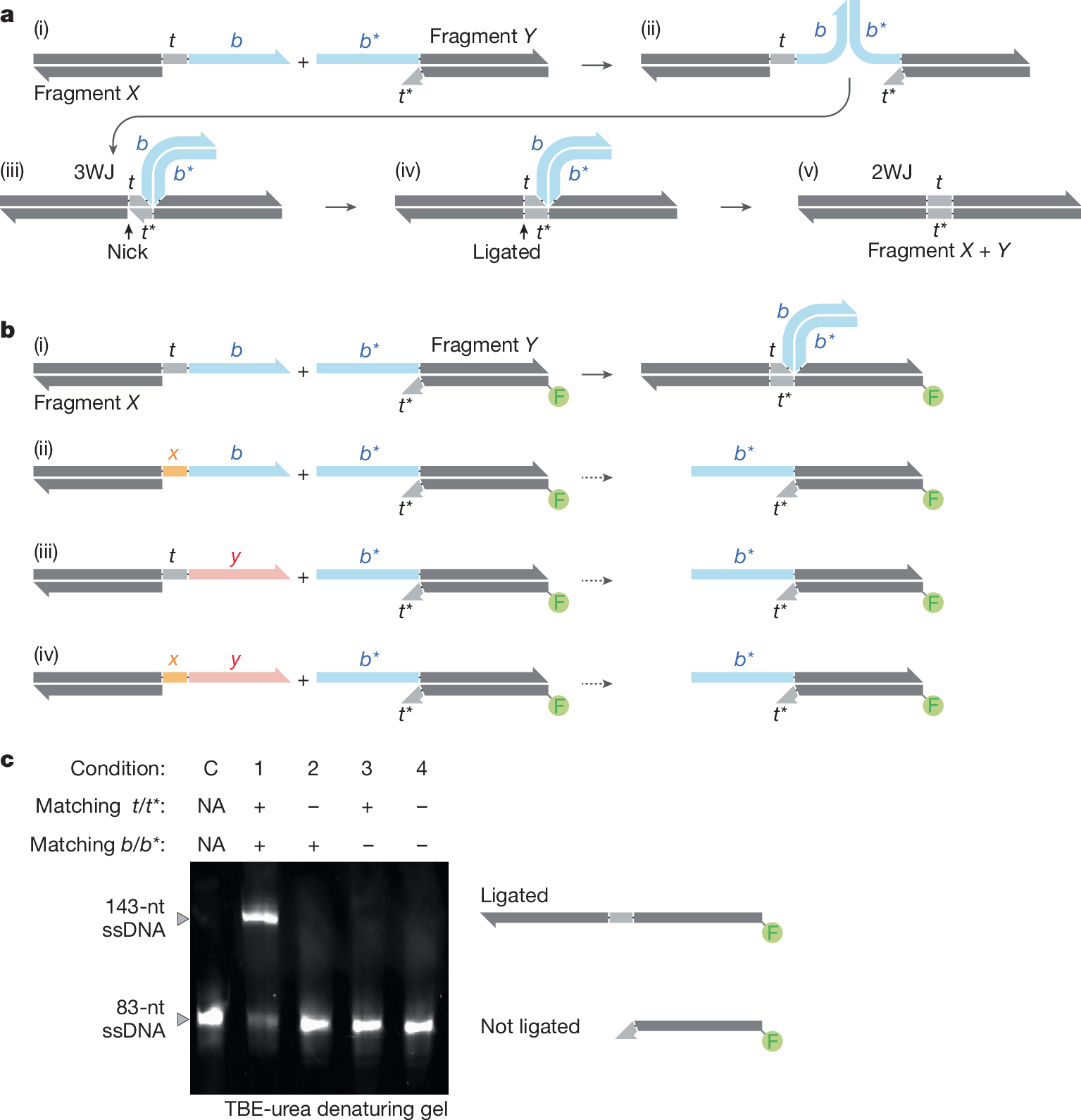 DNAに「ページ番号」を付与する新技術の開発(Invention of DNA “Page Numbers” Opens Up Vast Possibilities for the Bioeconomy)